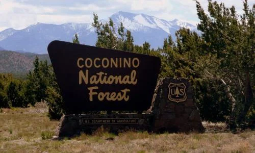 Coconino_National_Forest_Flagstaff_md.jpg