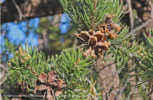 Piñon Pine.png