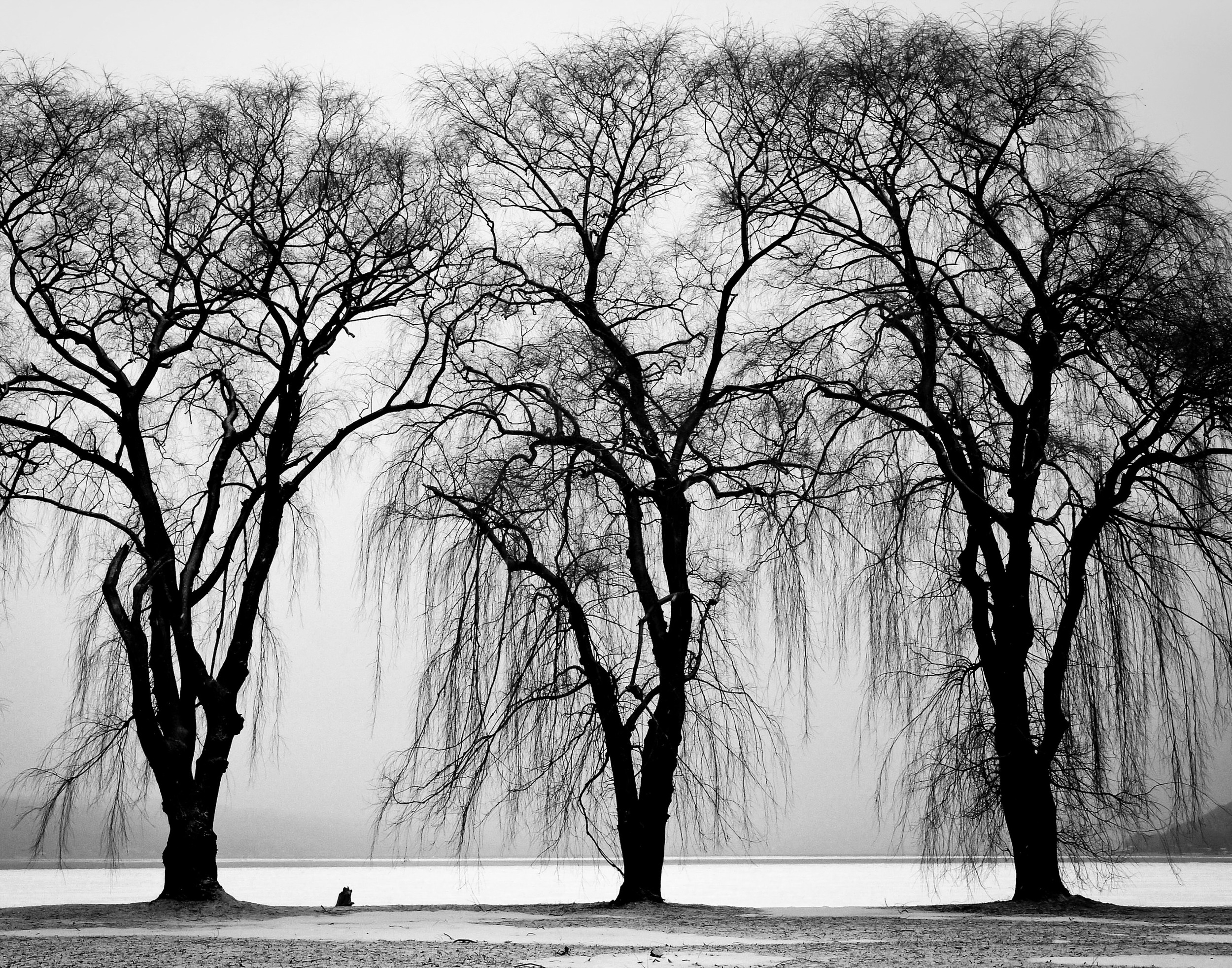 Tree Triplets
