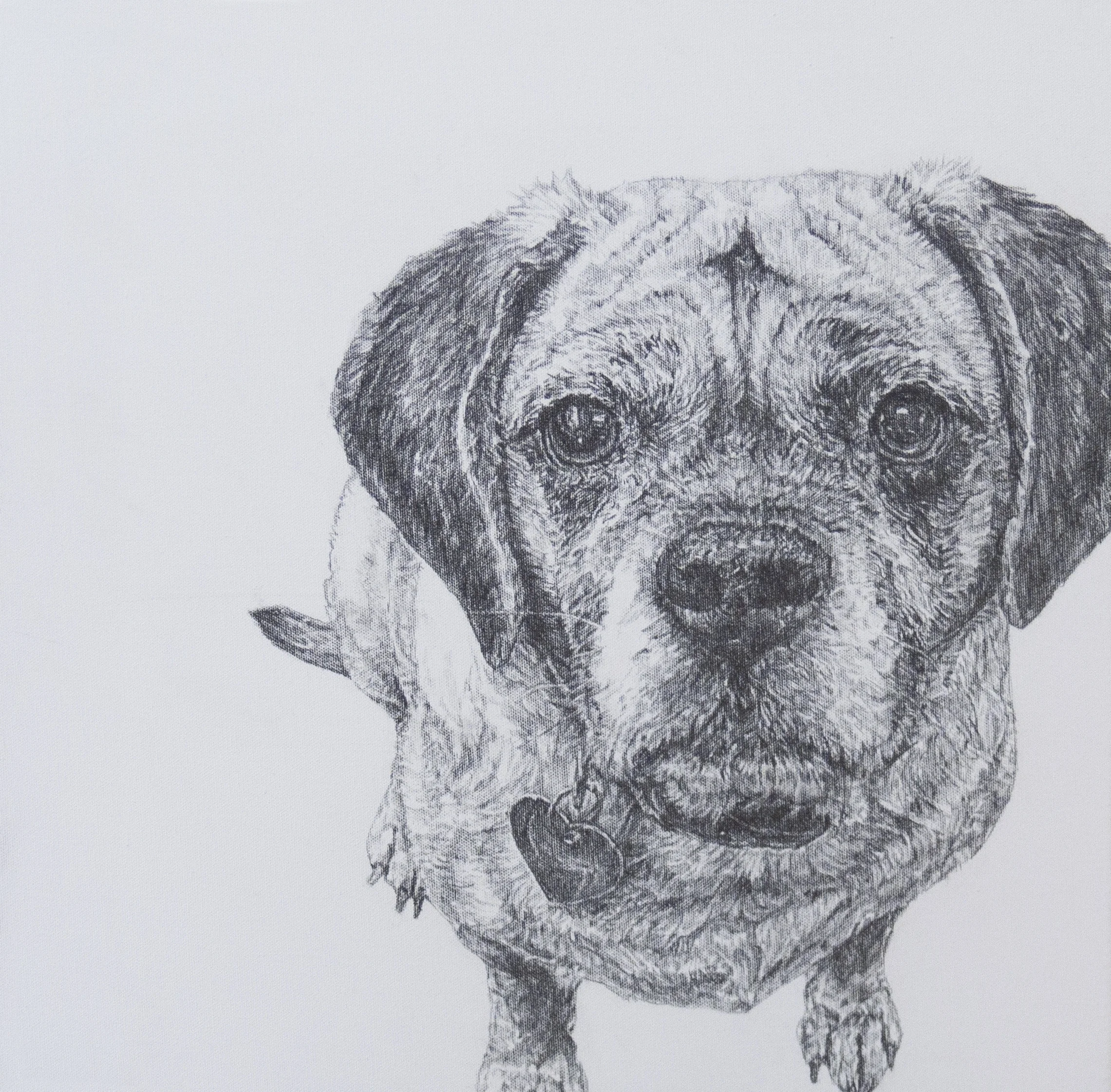 “Bailey - Study for Painting” Graphite on Canvas 20 x 20 NA