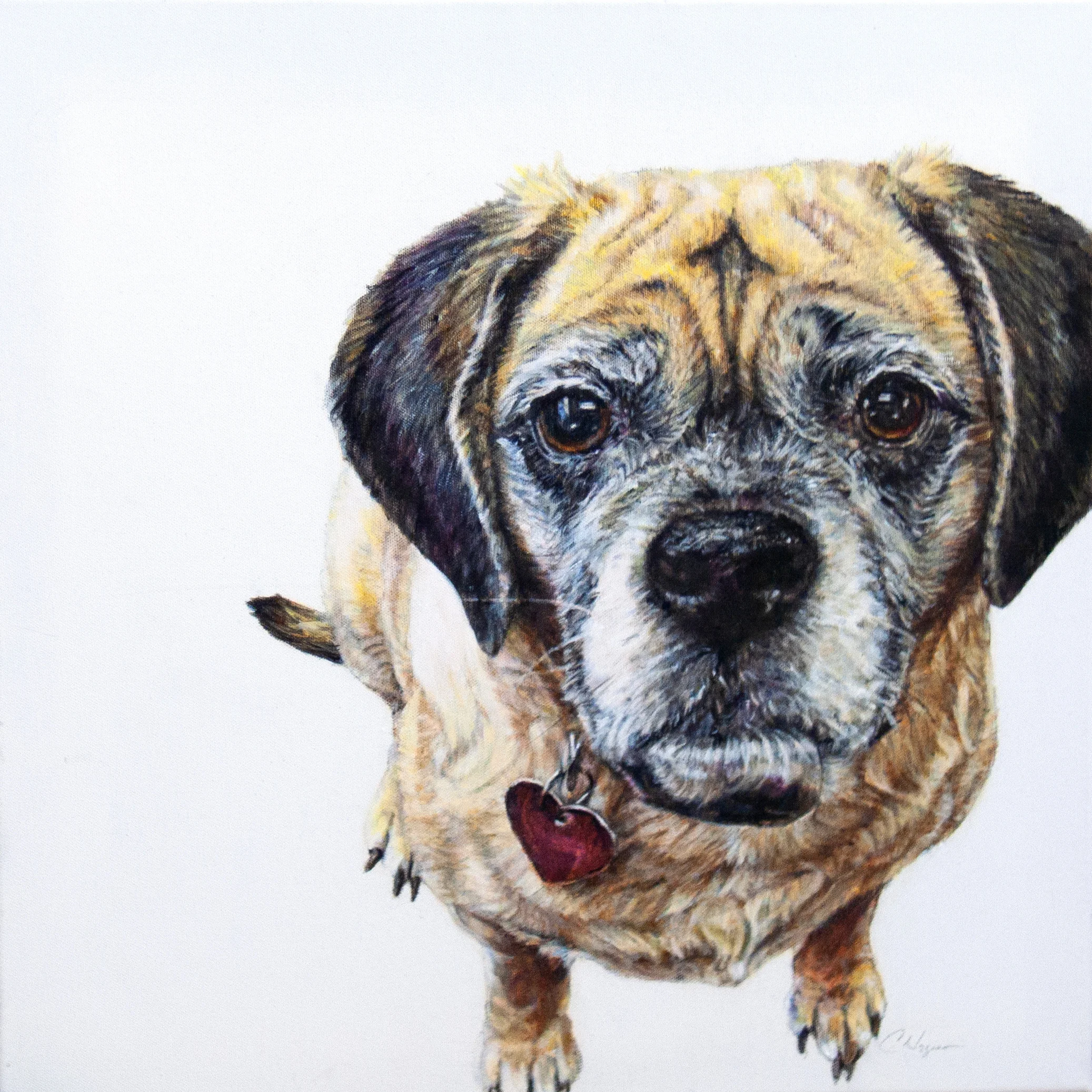 “Bailey” Oil 20 x 20 Private Collection