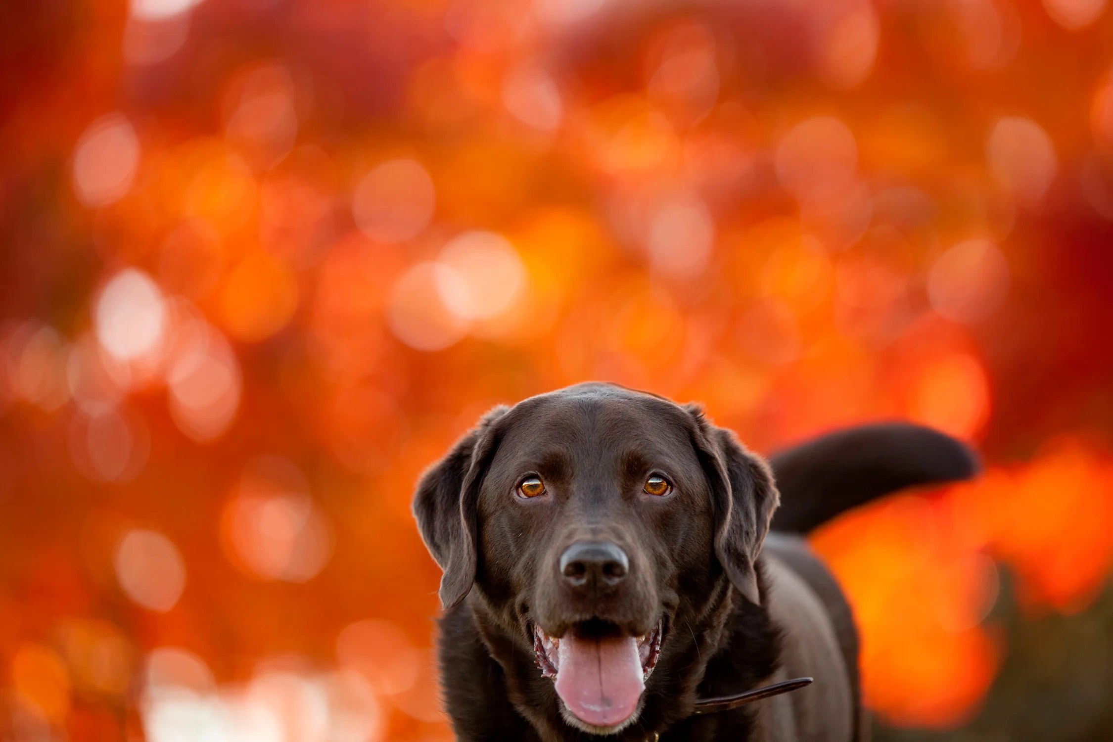 best pet photographer.jpg