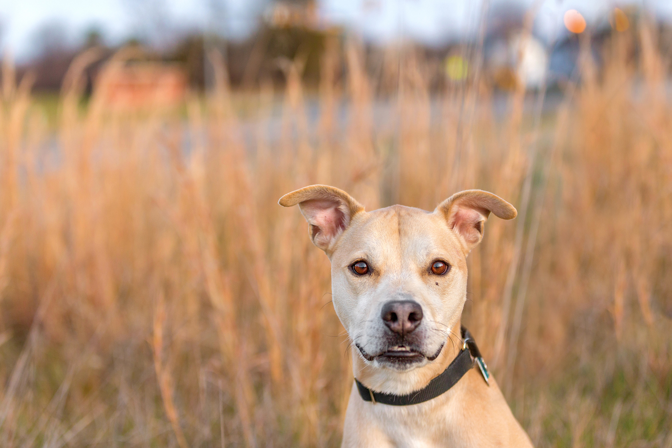 pet-photos-dc.jpg