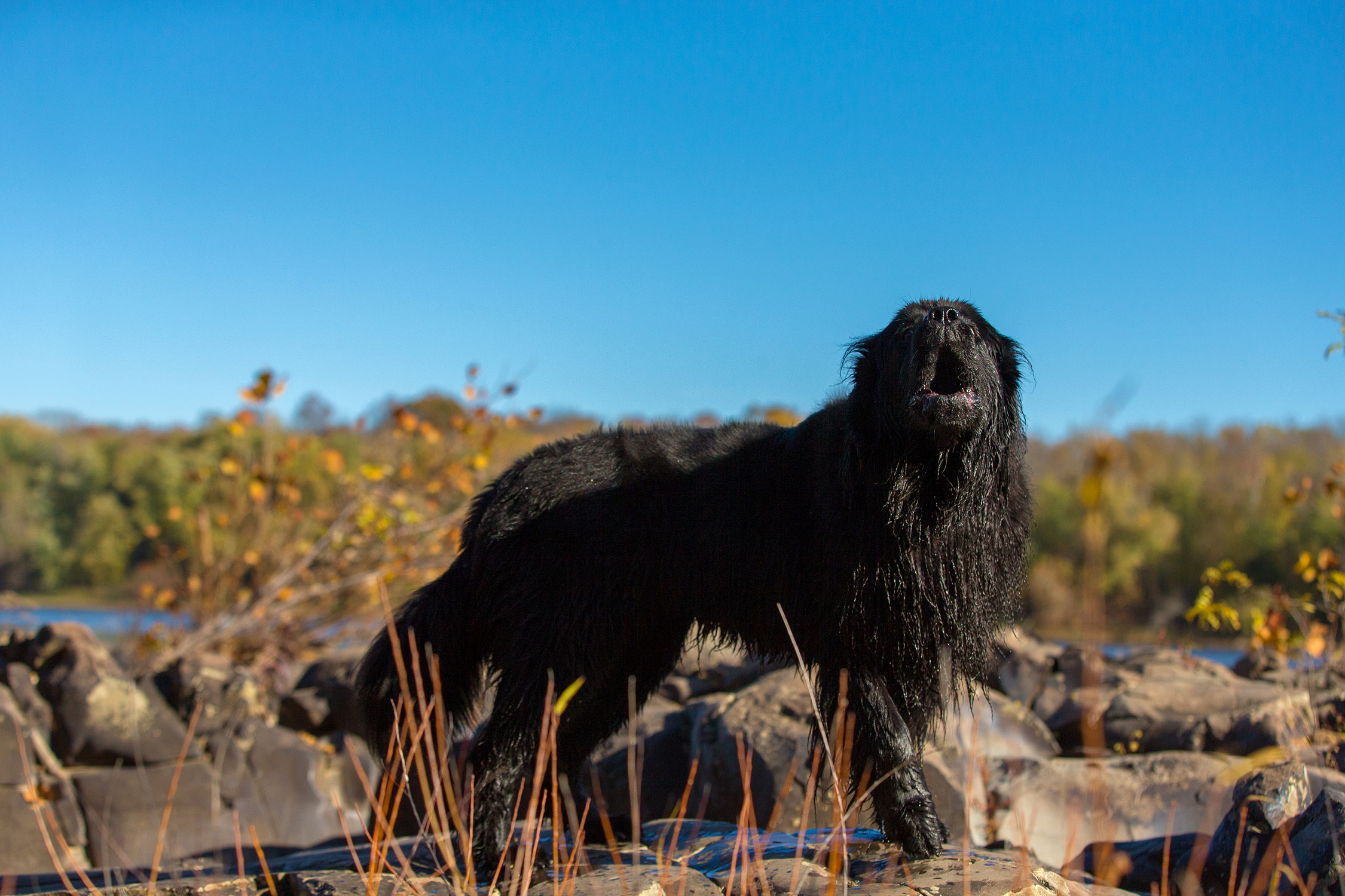 pet-photographer.jpg