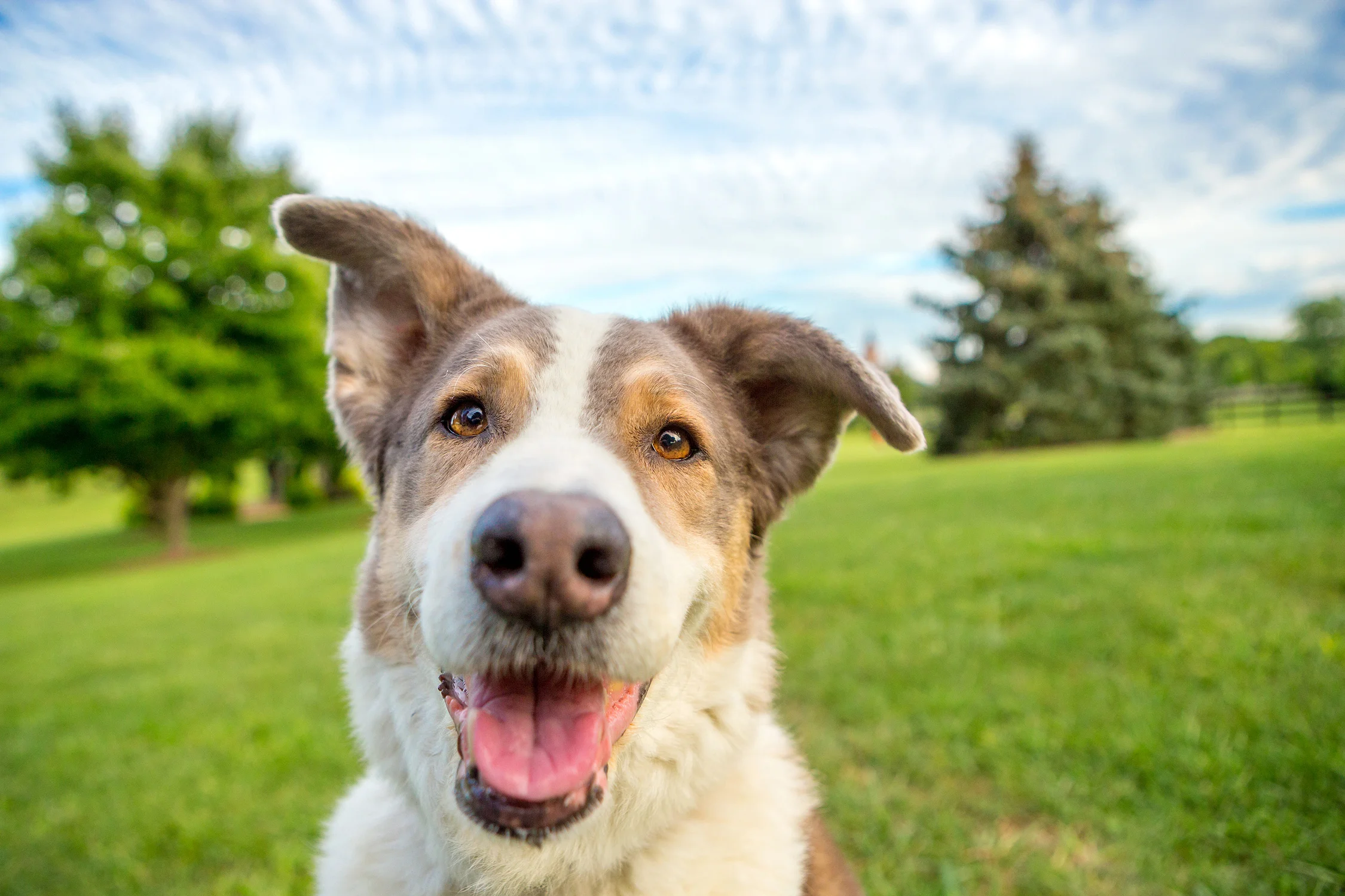 Washington DC Pet Photographer - Annie