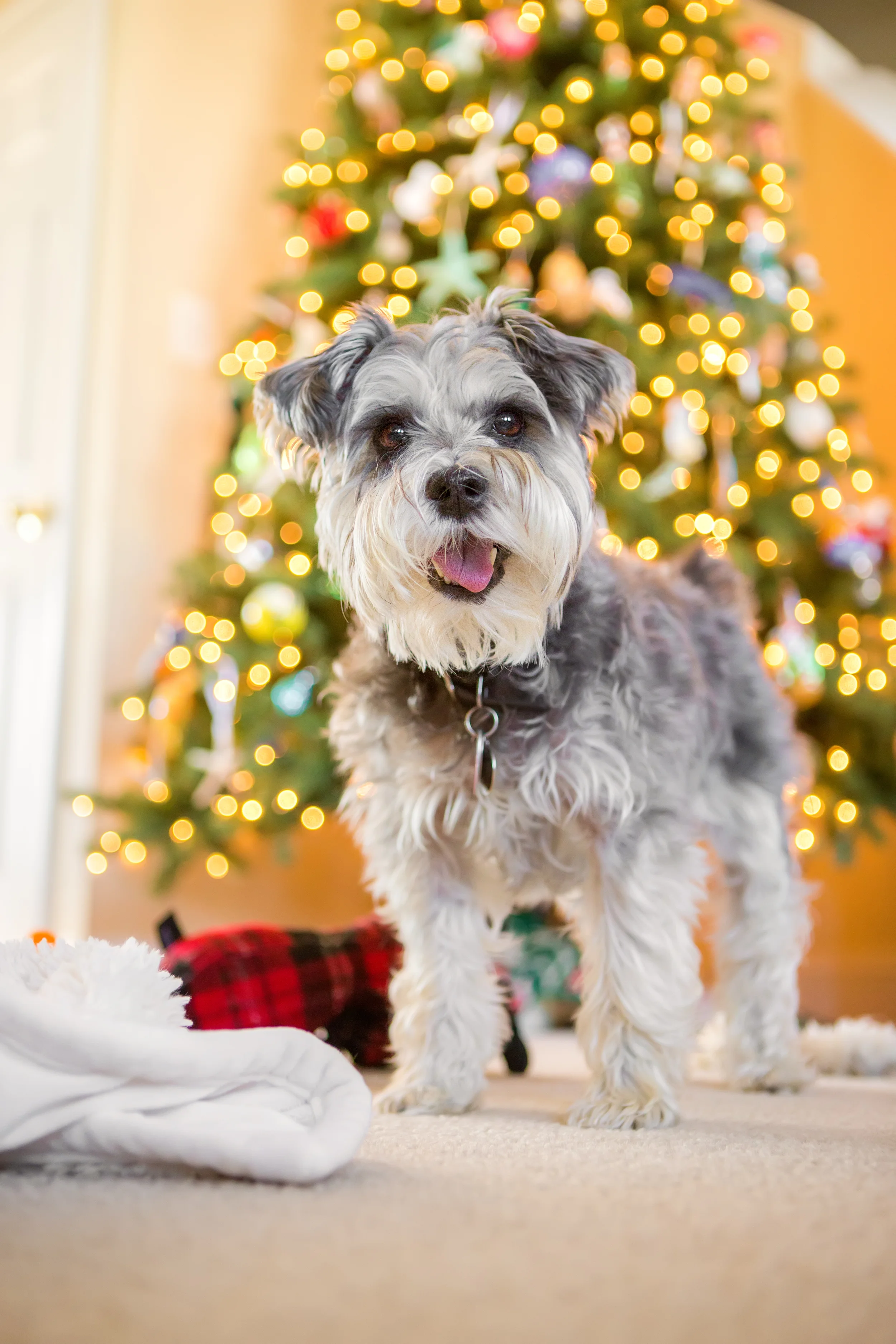 dog photography nova - holiday announcement 