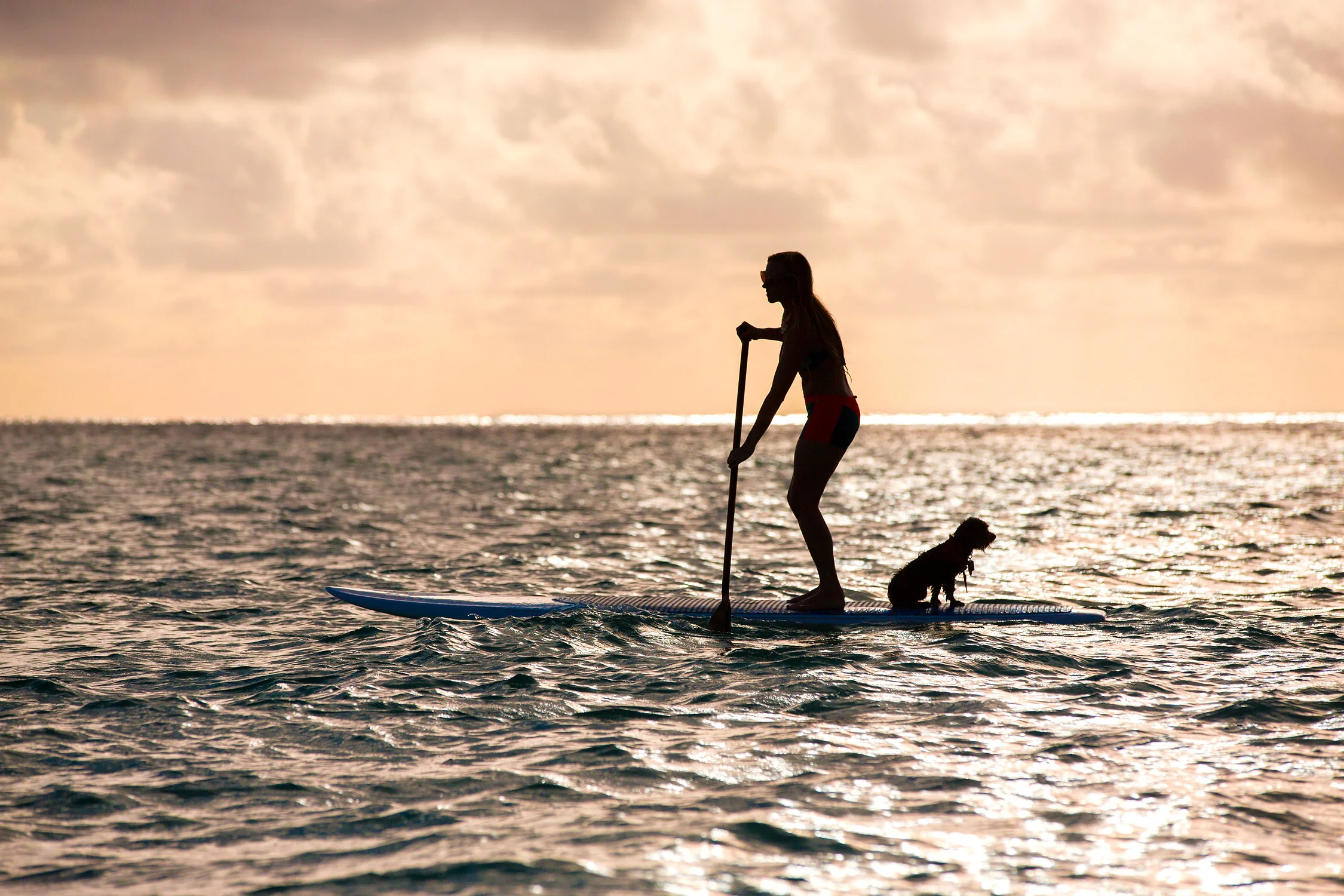 hawai'i pet photographer - 2015 travel dates