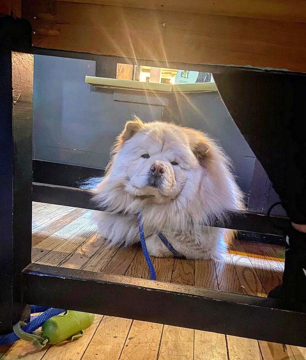 Is your 2022 resolution to prioritize self care? Take notes from @argothechow who knows a thing or two about takin&rsquo; it easy. #neckrest

#dogsofig 
#chowchowlovers 
#beershophq
#oakparkillinois
#dogslife 
#doggosbeingdoggos 
#weratedogs 
#selfca