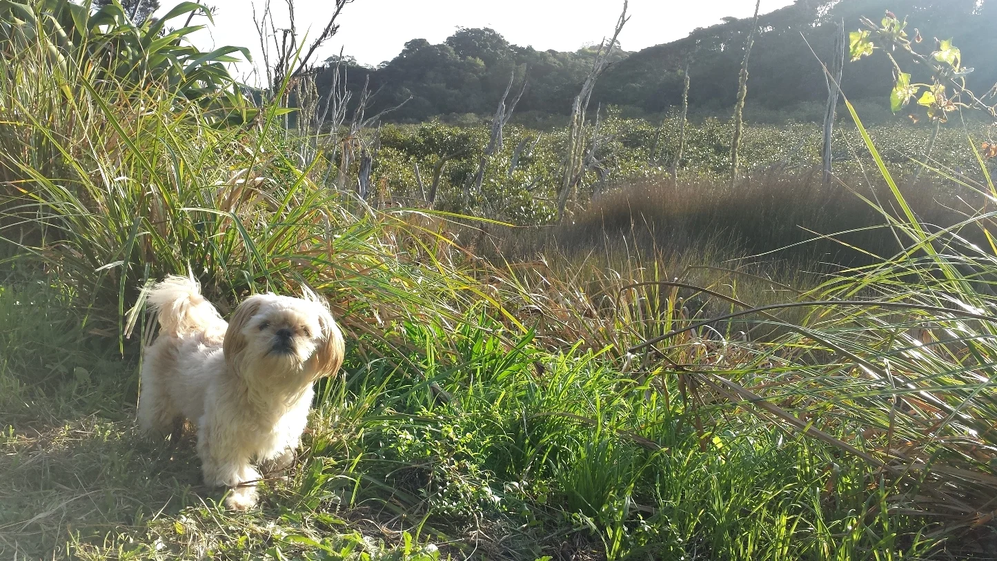 Nearby wetlands walking track