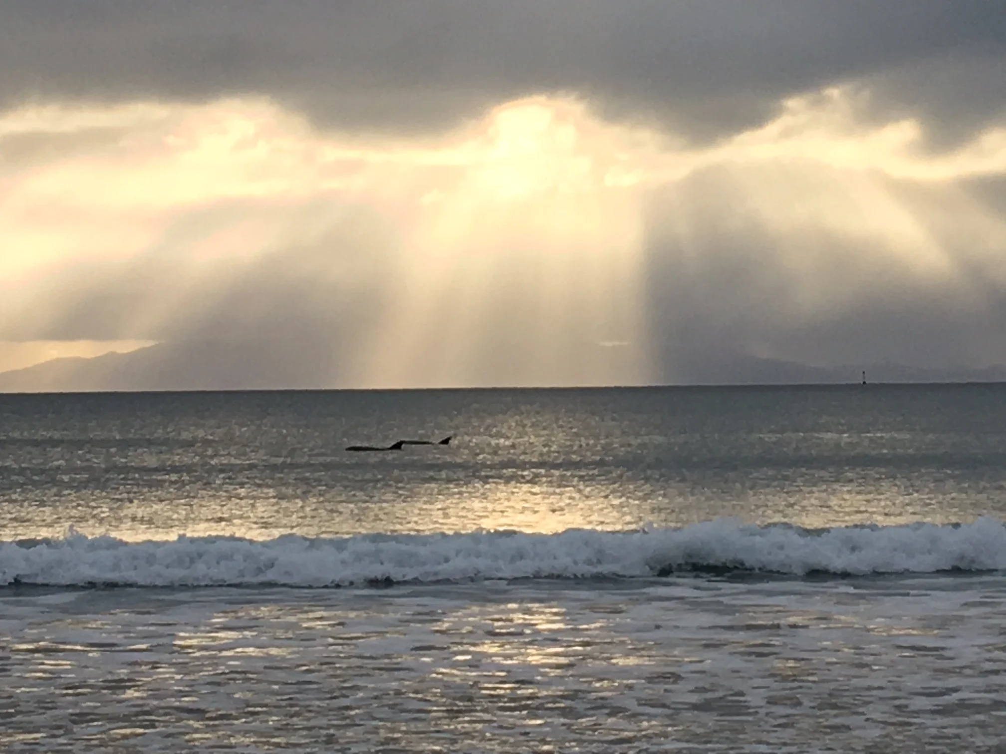 Dolphin and Whale spotting on Waiheke Island