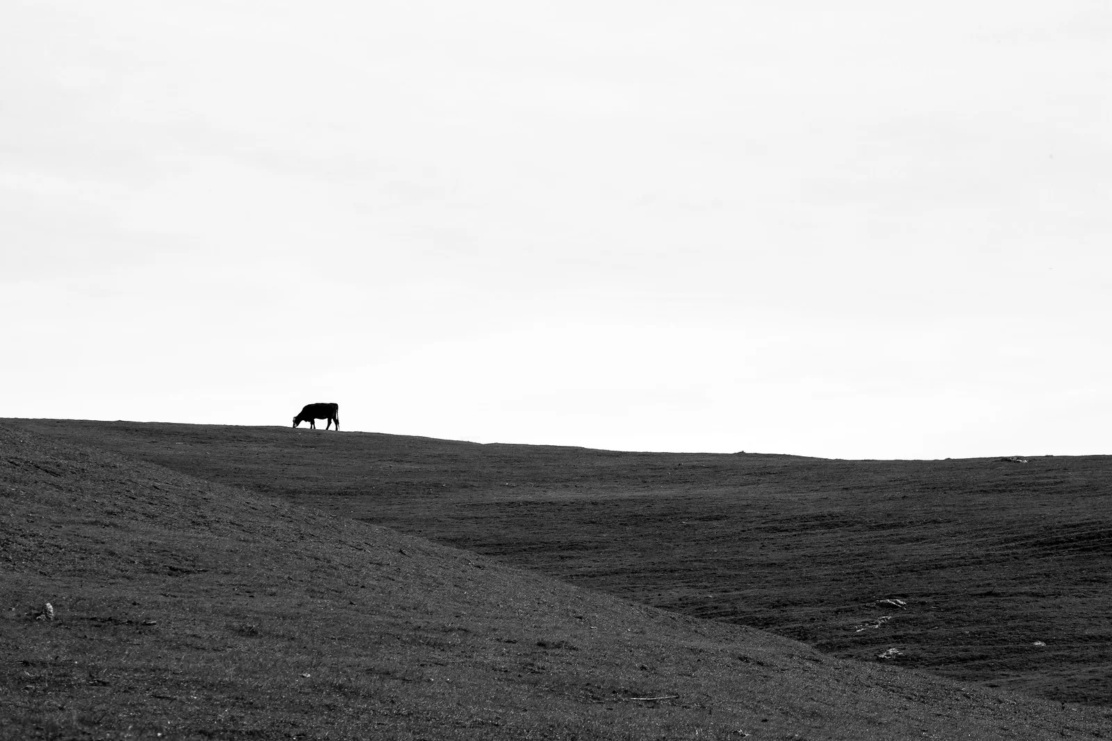 Moo