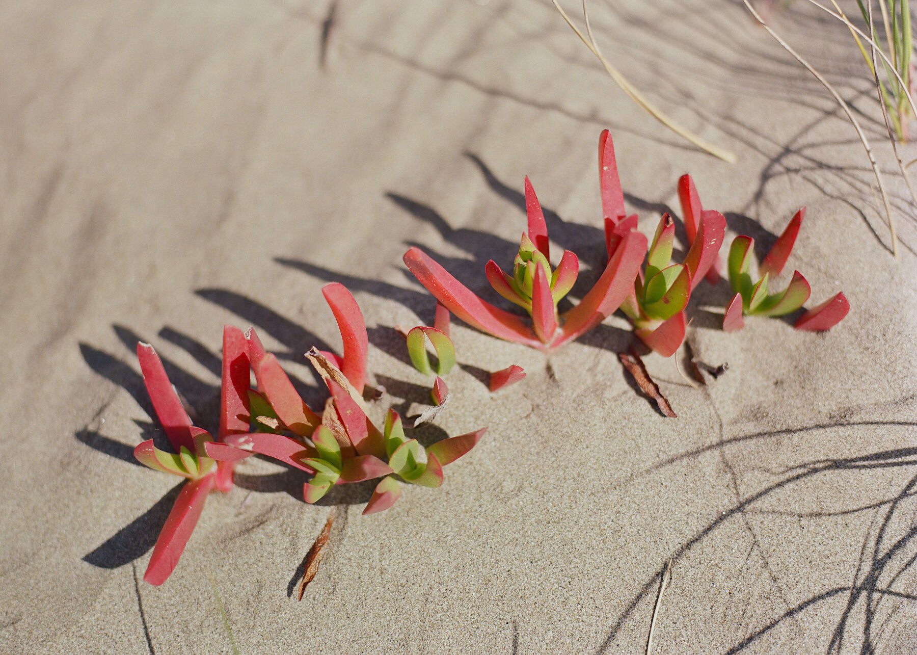 Dunes Doran Beach