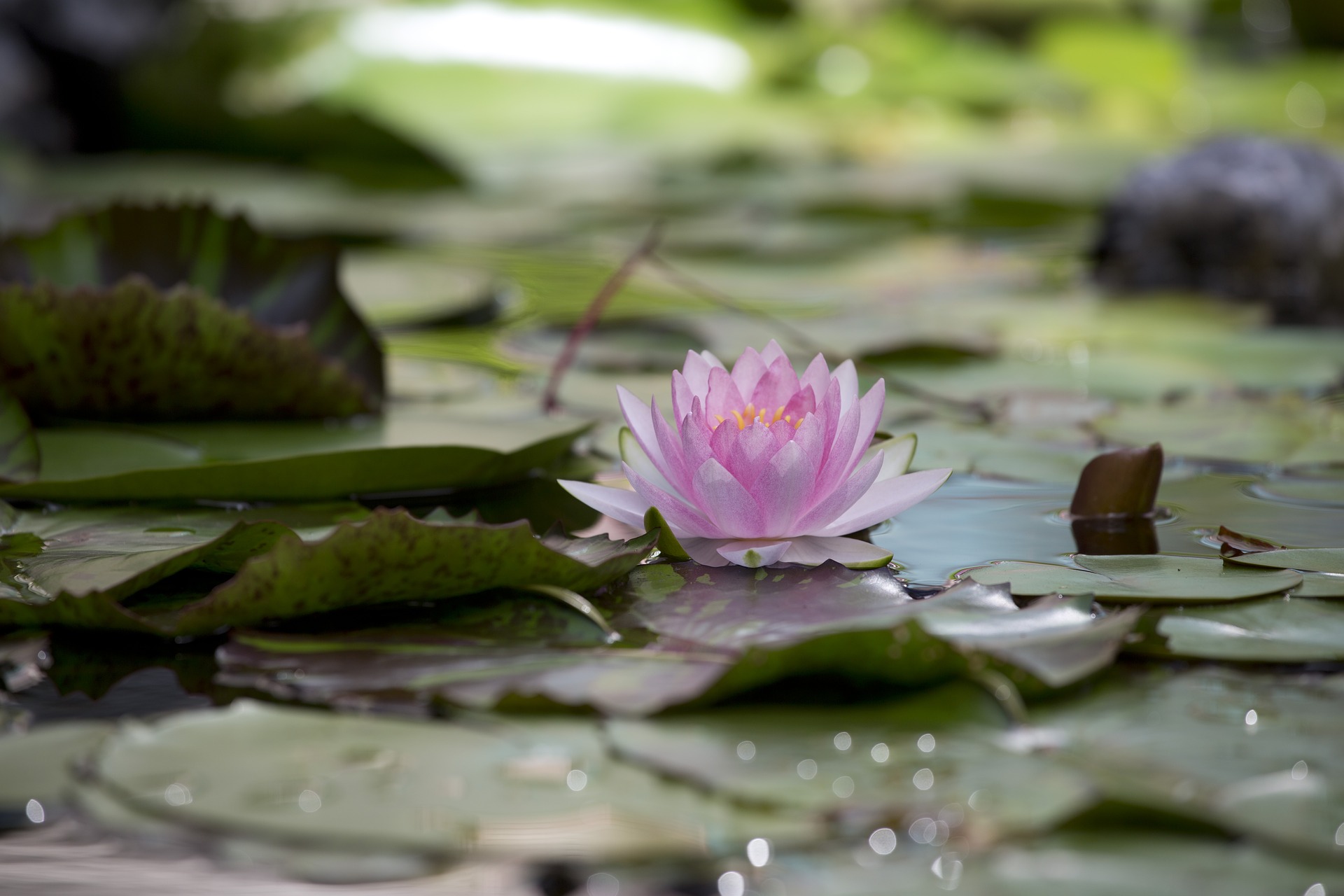 lotus-3492054_1920.jpg