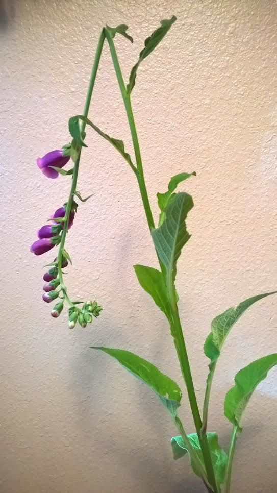 What made this flower delivery most special is that it came from the chubby little hand of one of my two year old grandsons.  His eyes sparkled with love and joy as he proudly presented his gift.Just today I came across an entry in my journal f…