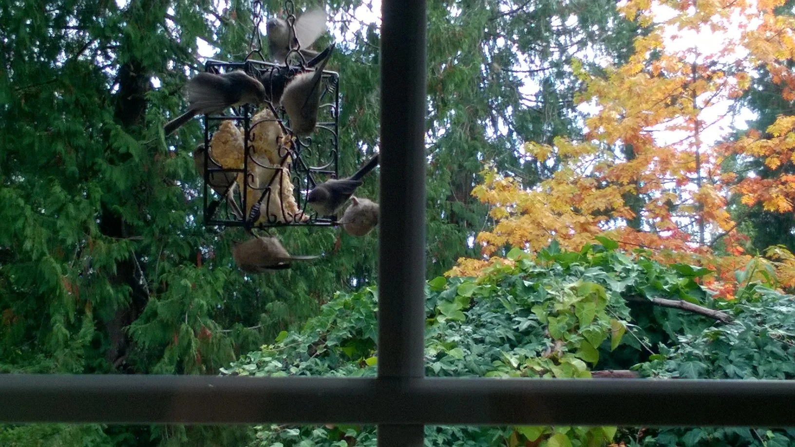 Yesterday morning I wanted to catch a picture of the beautiful oak tree I can see out my study window--but, God in his kindness gave me a bonus.