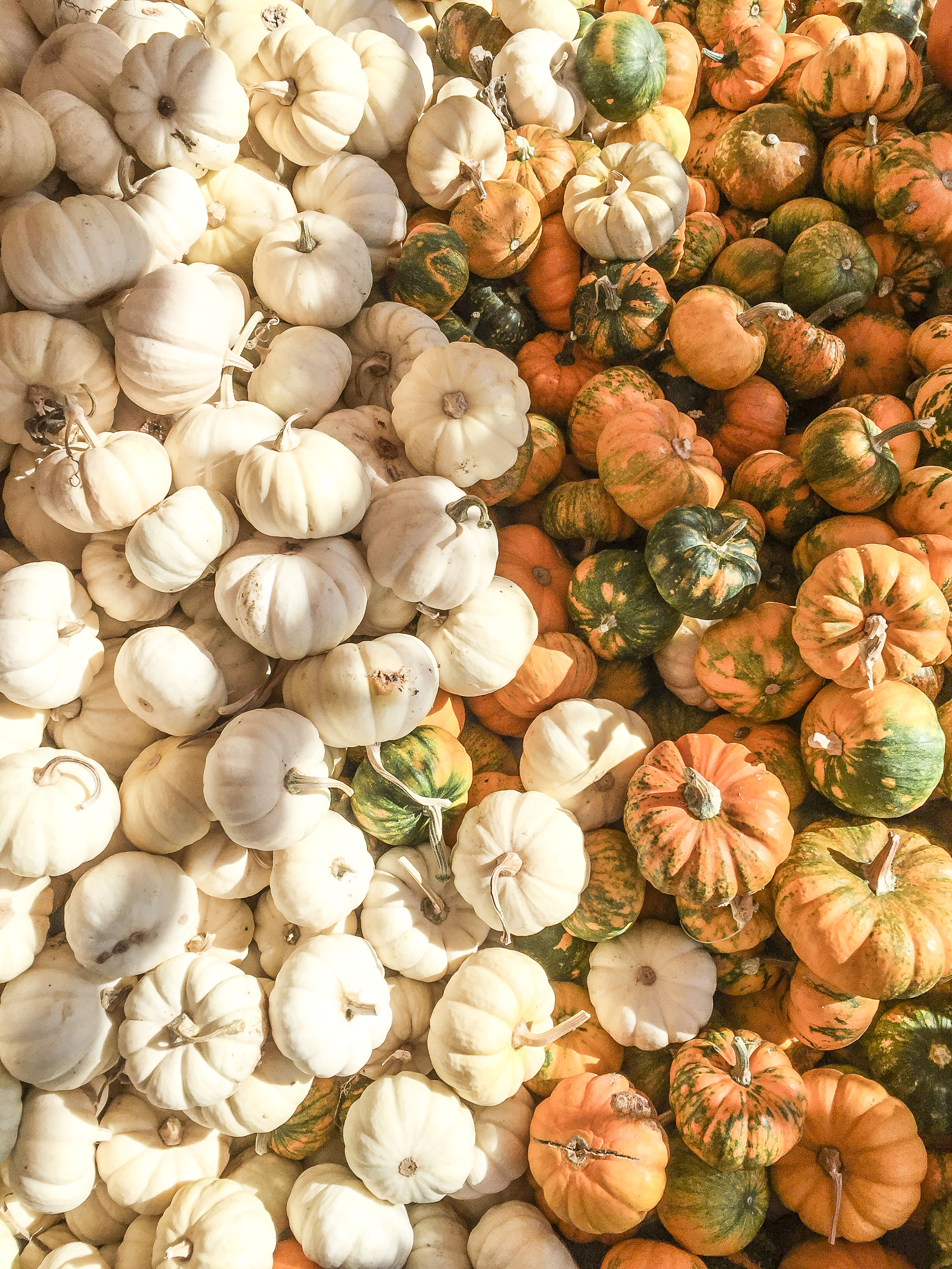 Los_Angeles_Pumpkin_Patch_6