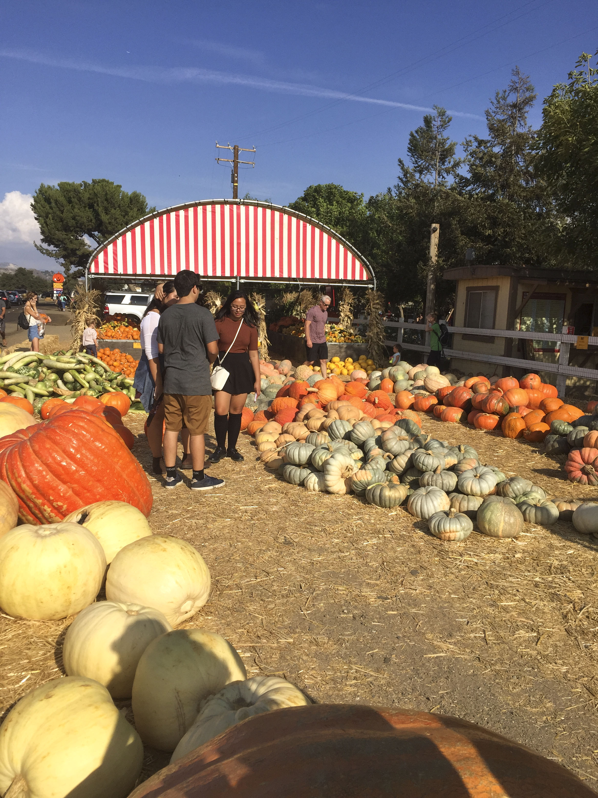 Los_Angeles_Pumpkin_Patch_2