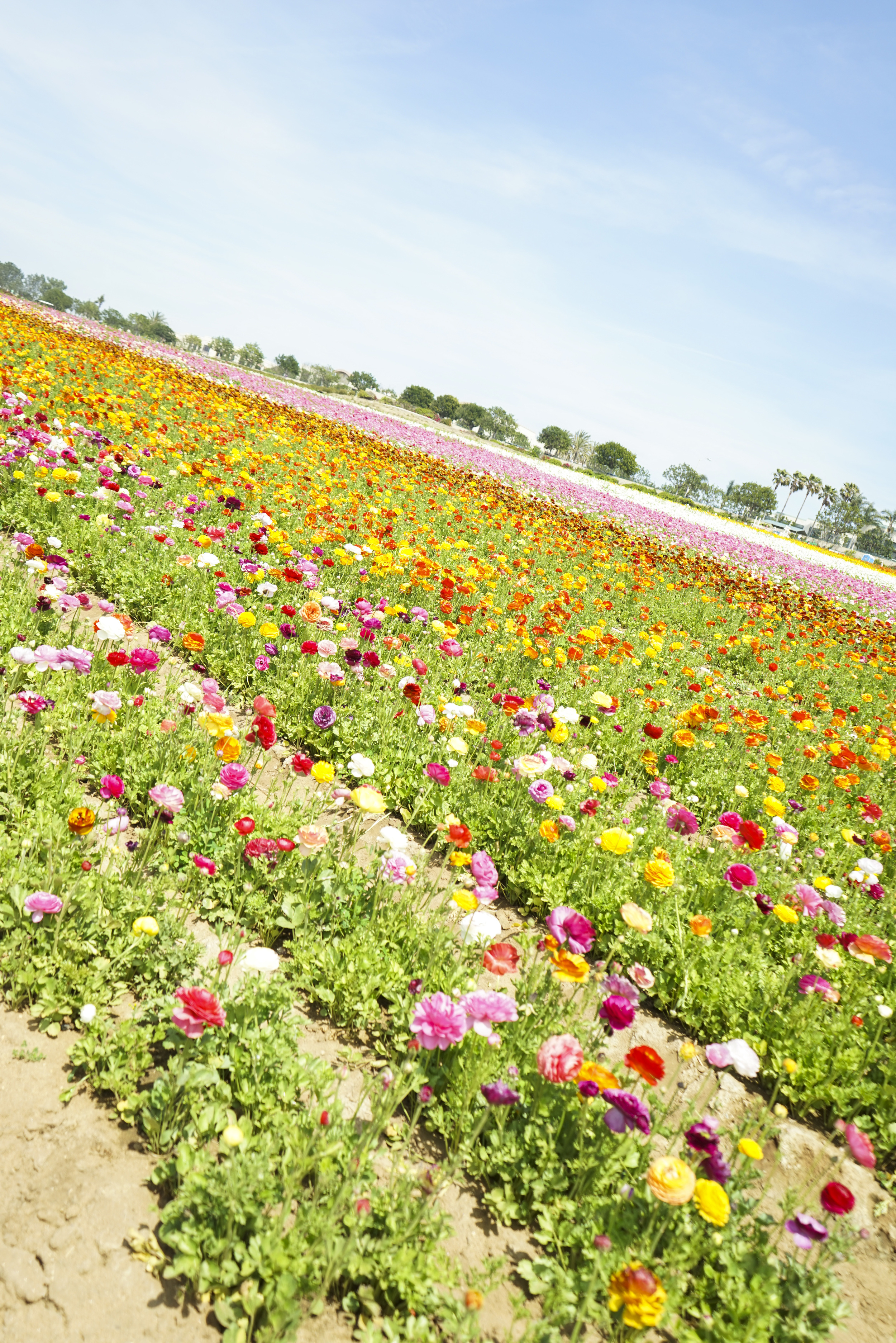 Flower_Fields_004.jpg