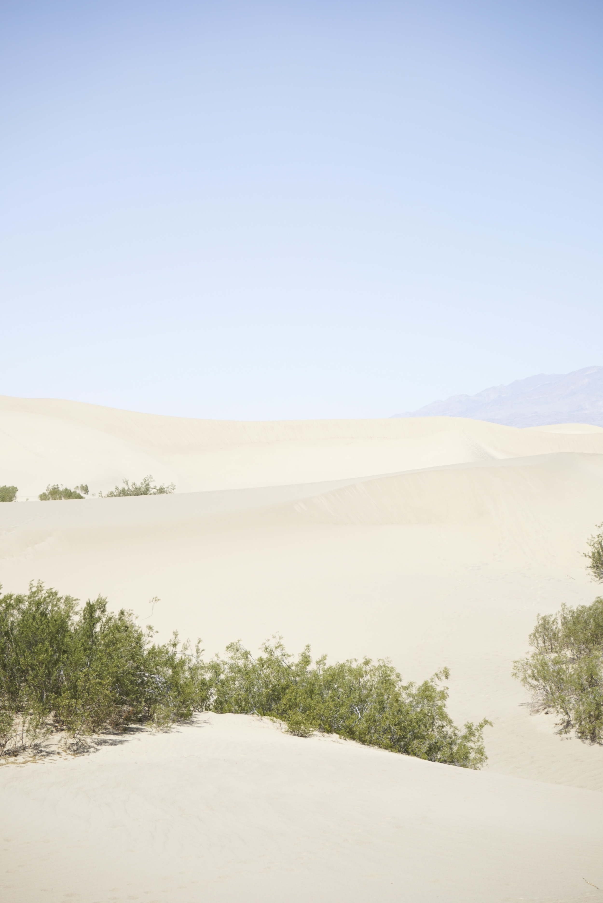 5 Reasons to Visit Death Valley Now - Shannon Did What?