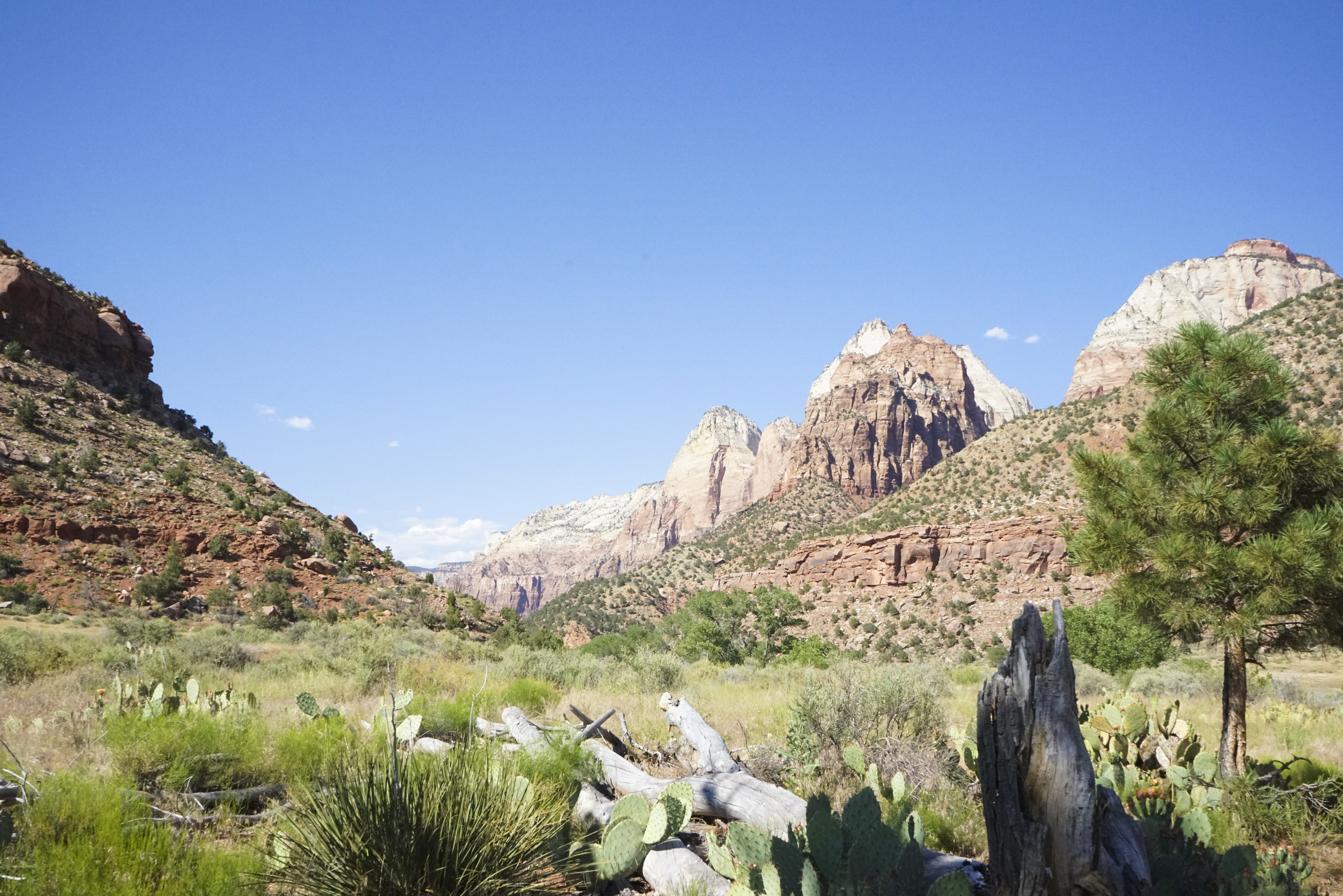 Zion National Park - Shannon Did What?