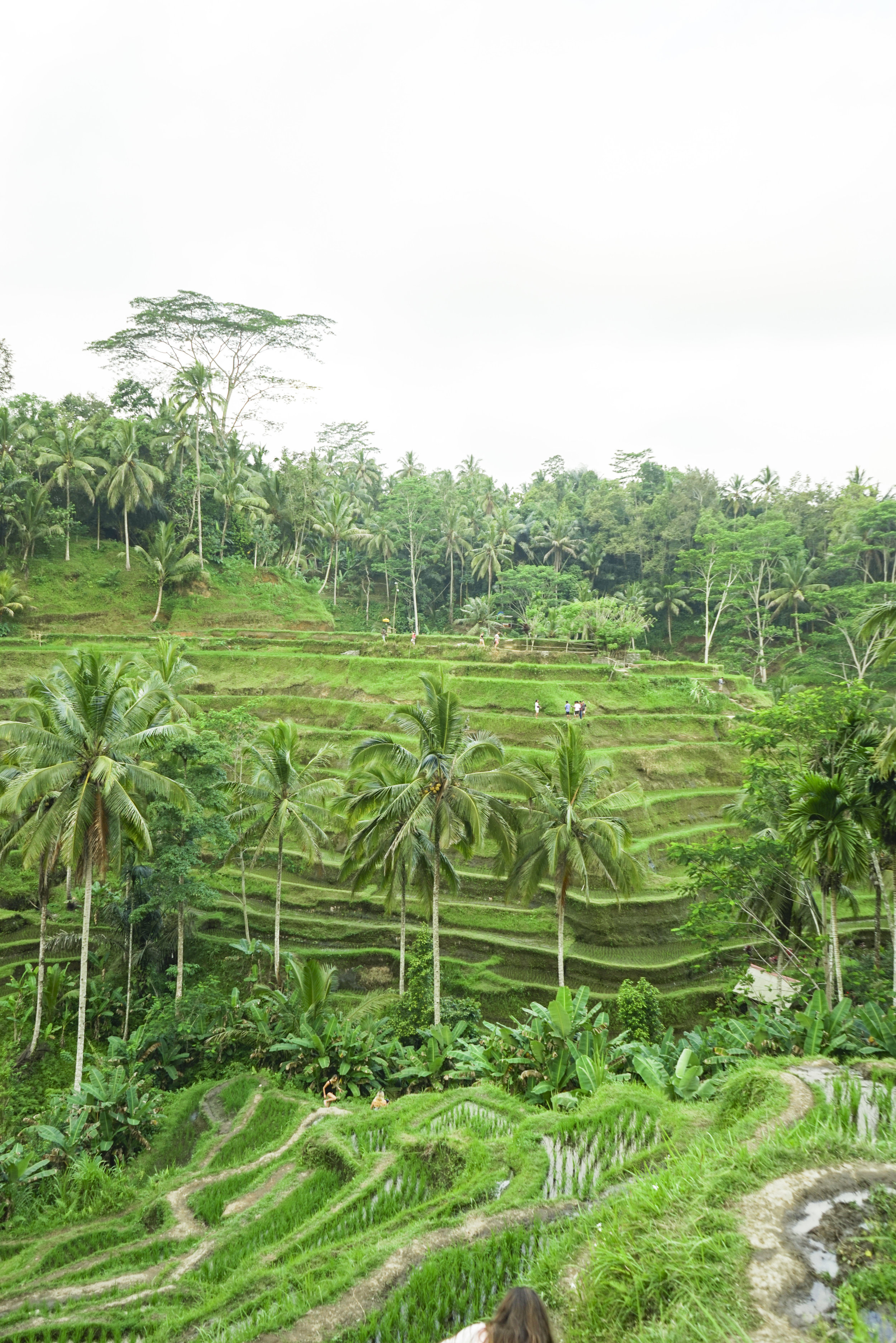 Bali: Ultimate Guide to Ubud - Shannon Did What?