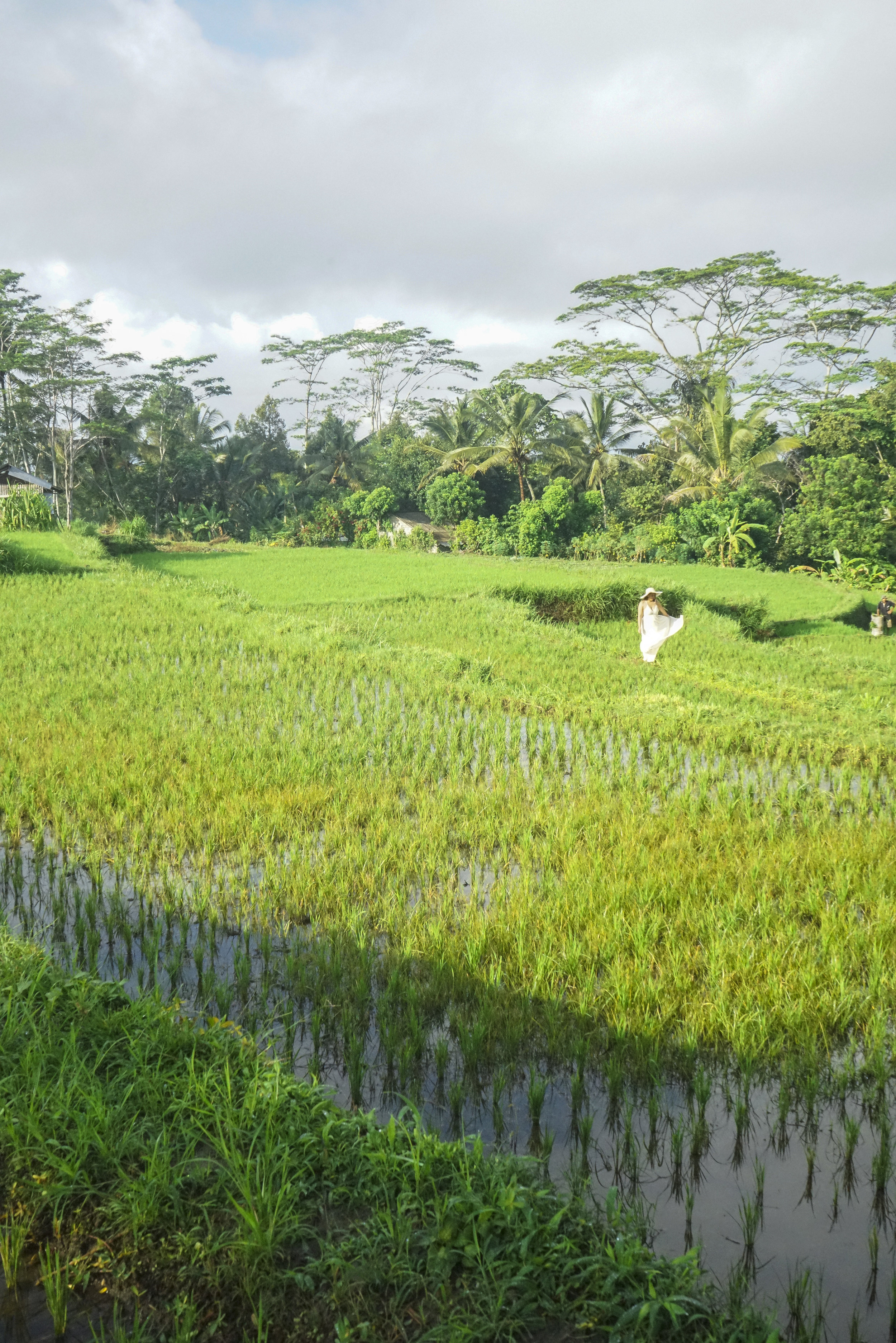 Bali: Ultimate Guide to Ubud - Shannon Did What?