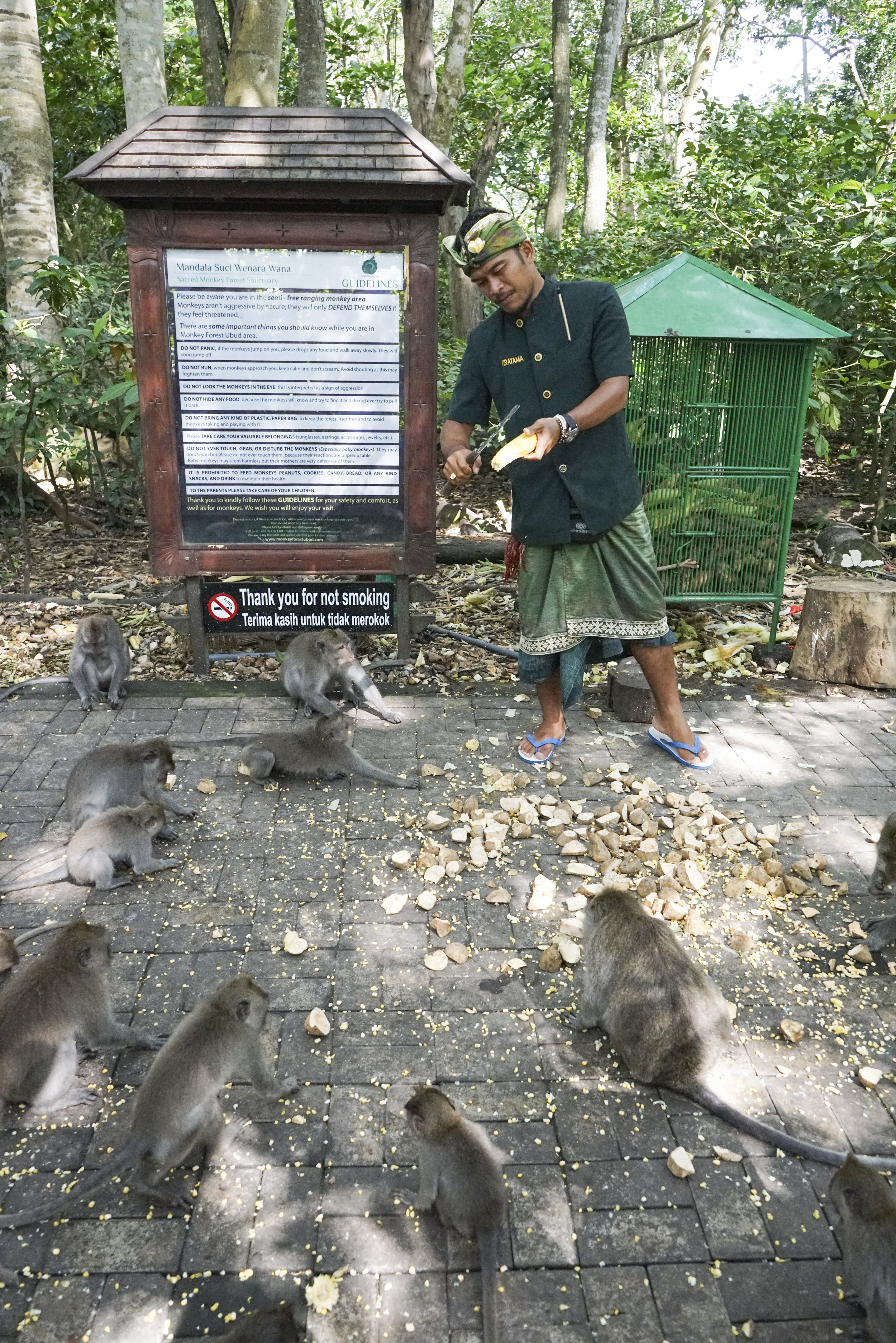 Visiting the Ubud Monkey Forest - Shannon Did What?