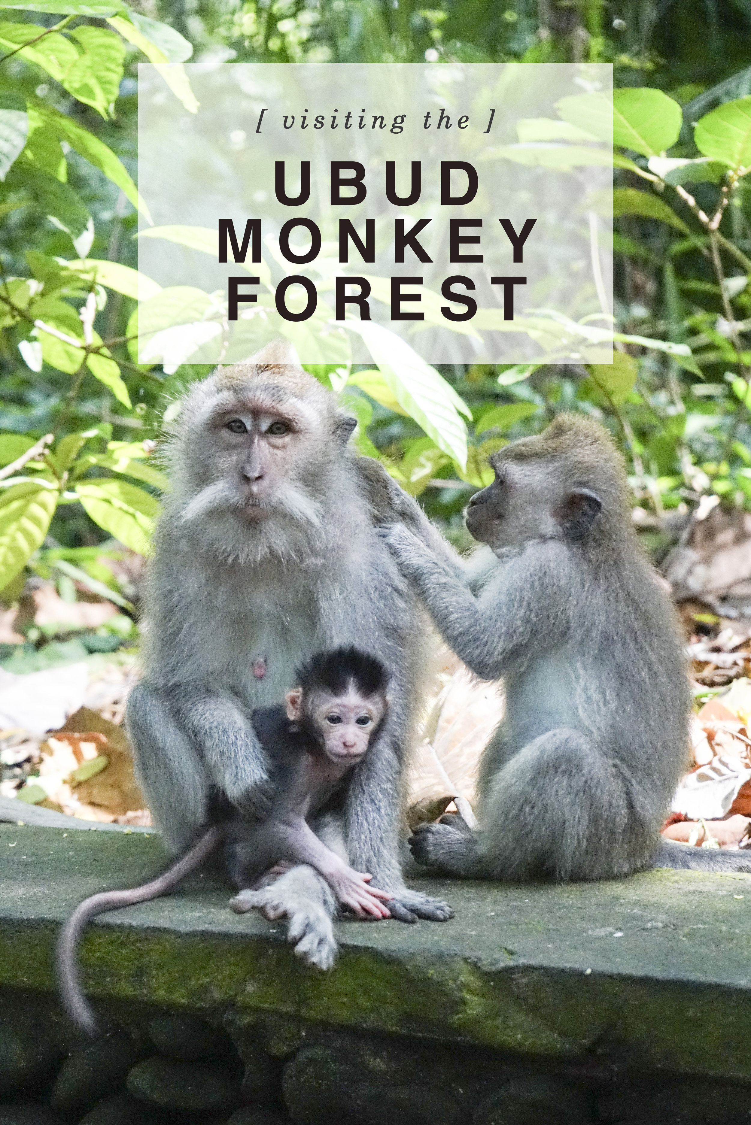 Visiting the Ubud Monkey Forest - Shannon Did What?