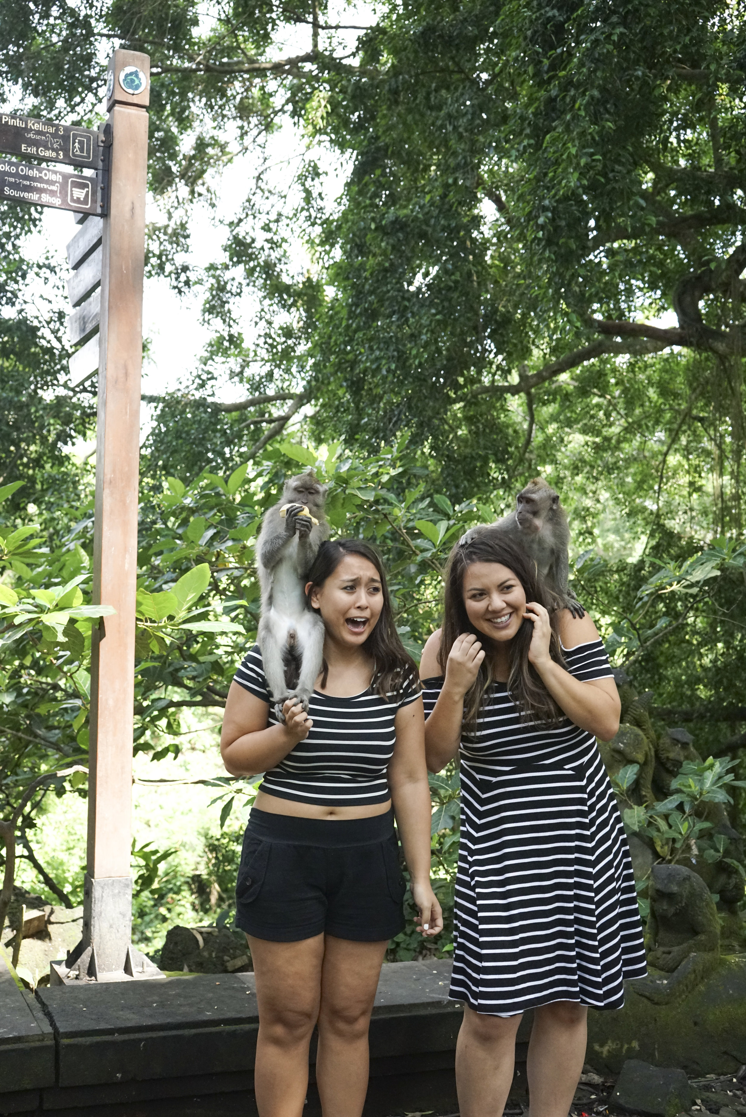 Visiting the Ubud Monkey Forest - Shannon Did What?