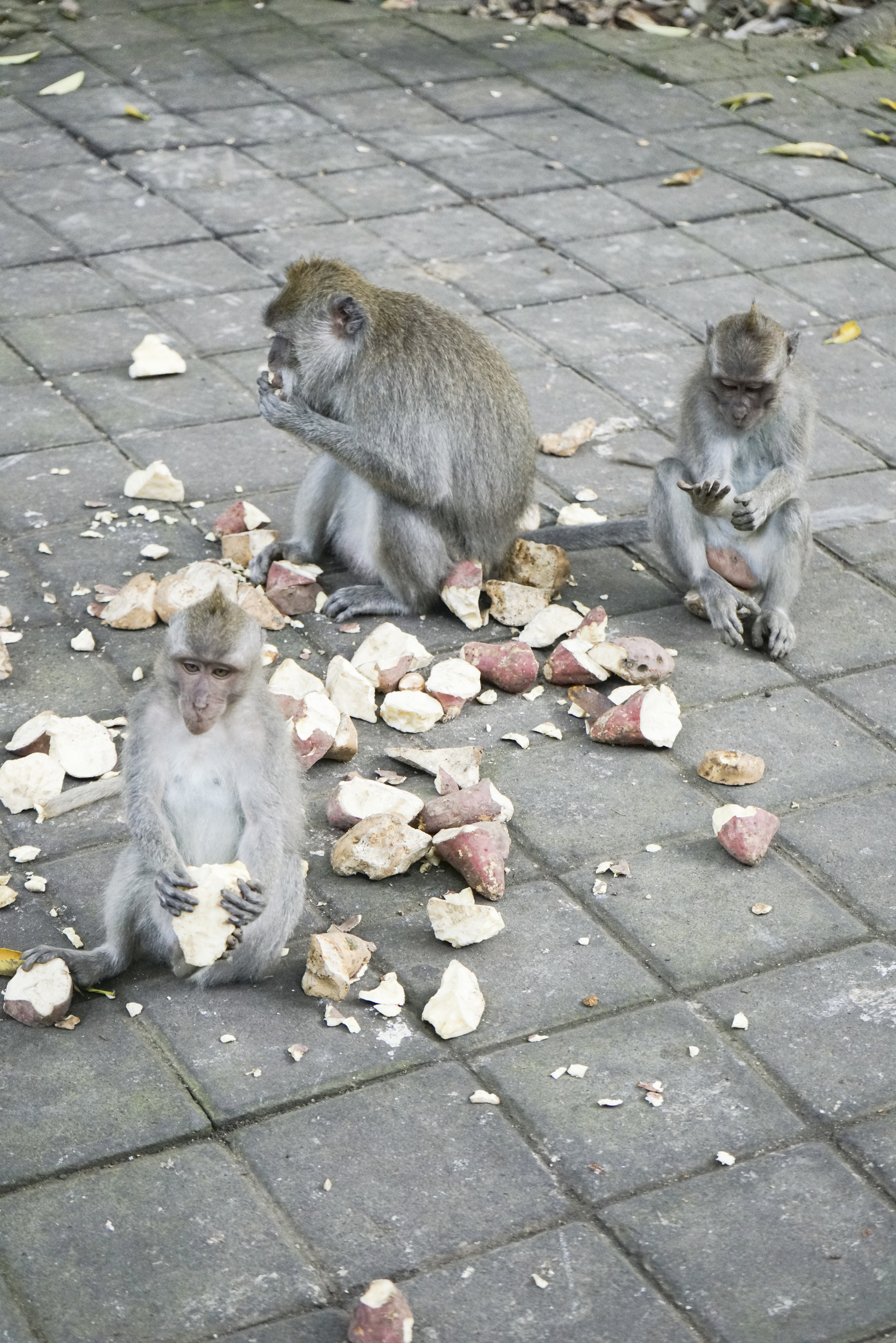 Visiting the Ubud Monkey Forest - Shannon Did What?