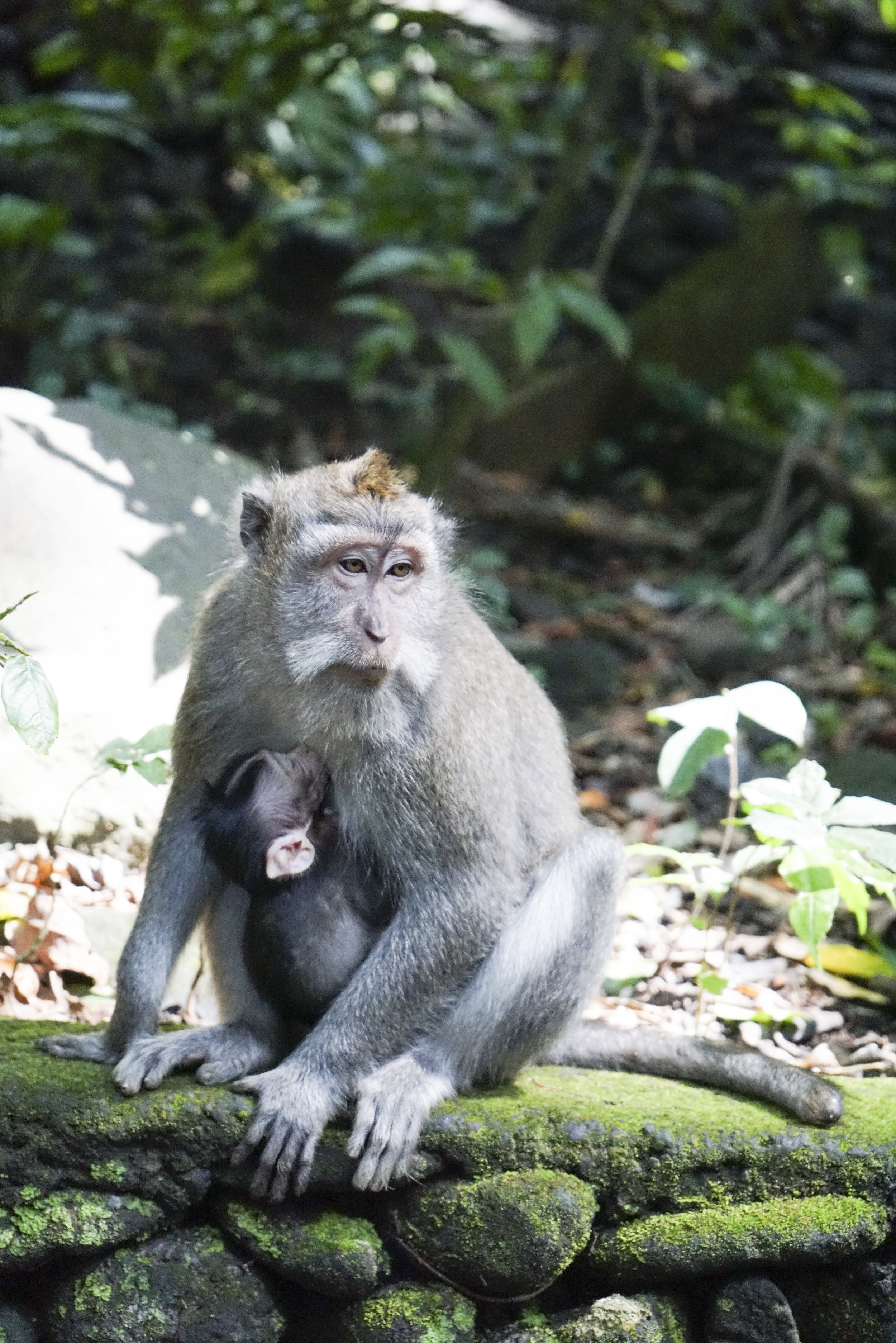 Visiting the Ubud Monkey Forest - Shannon Did What?