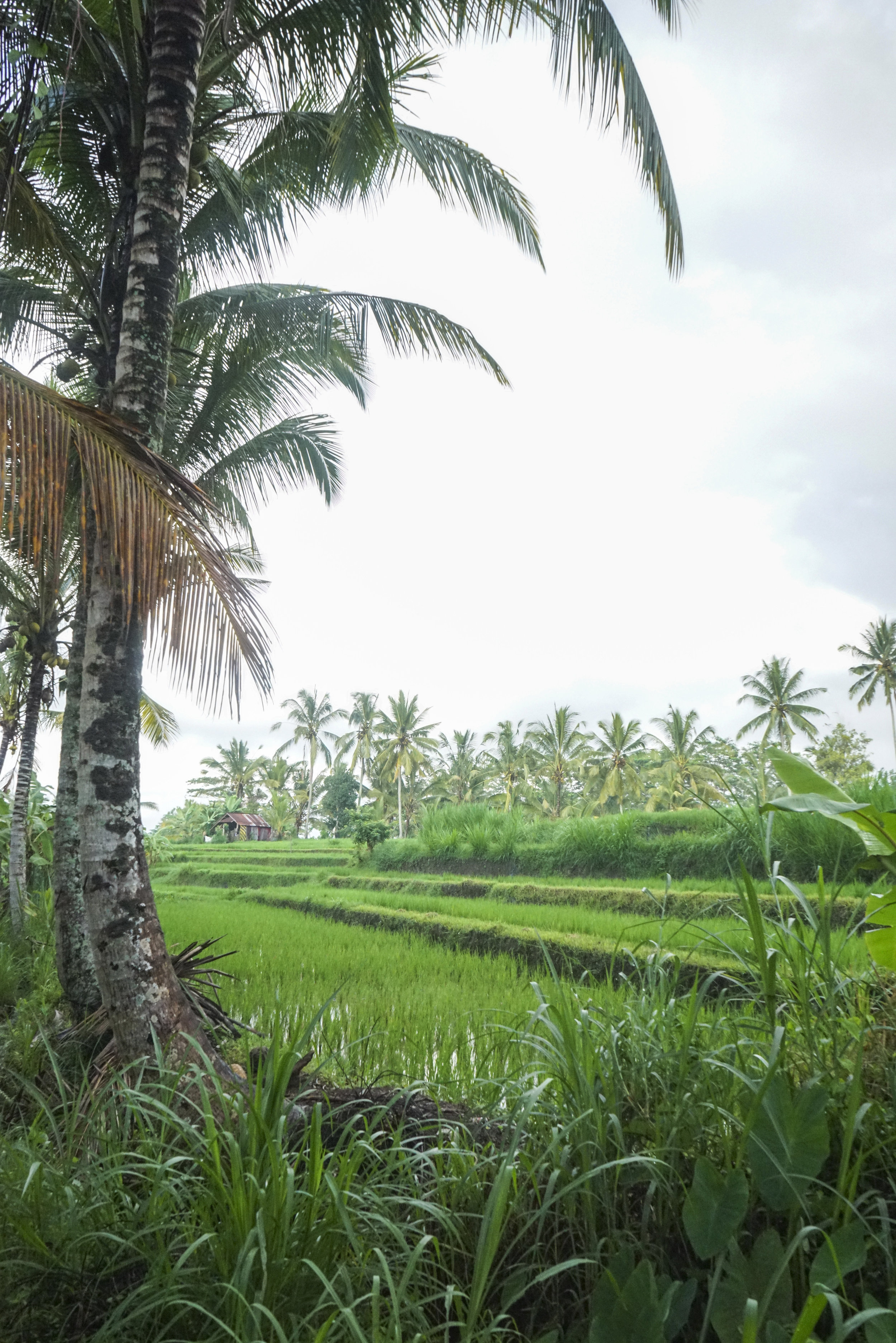 Alila_Ubud_007.jpg