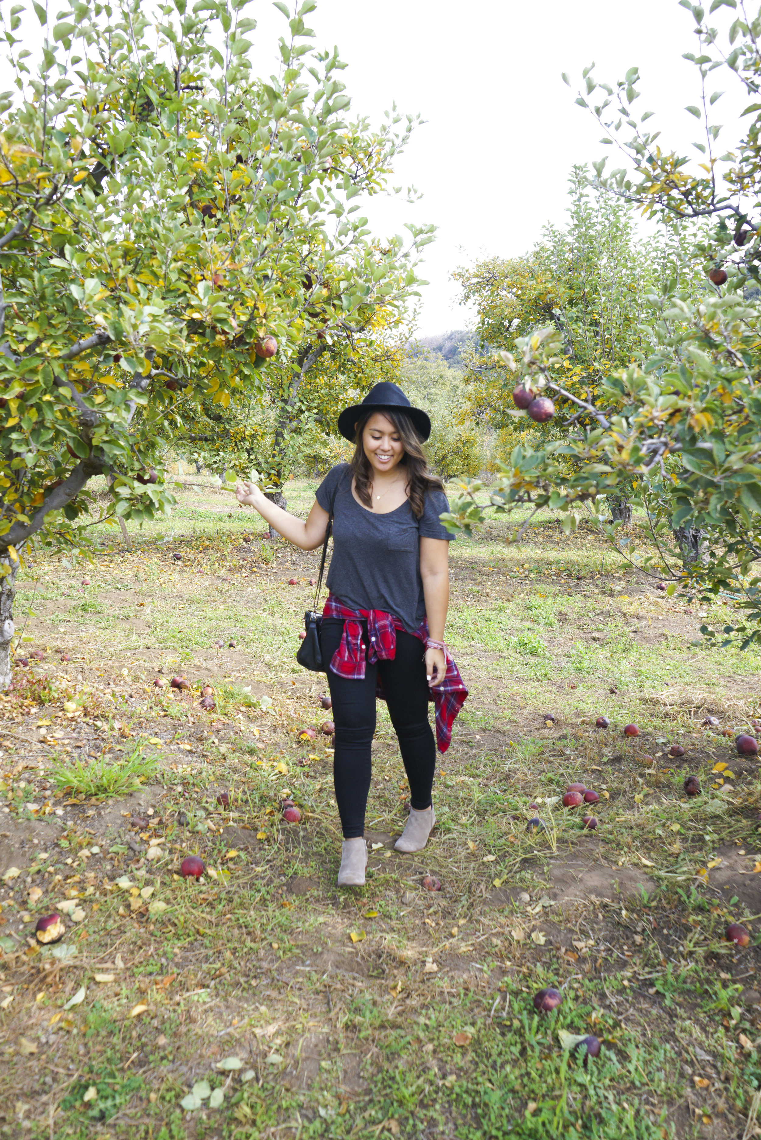 Apple_Picking_002.jpg