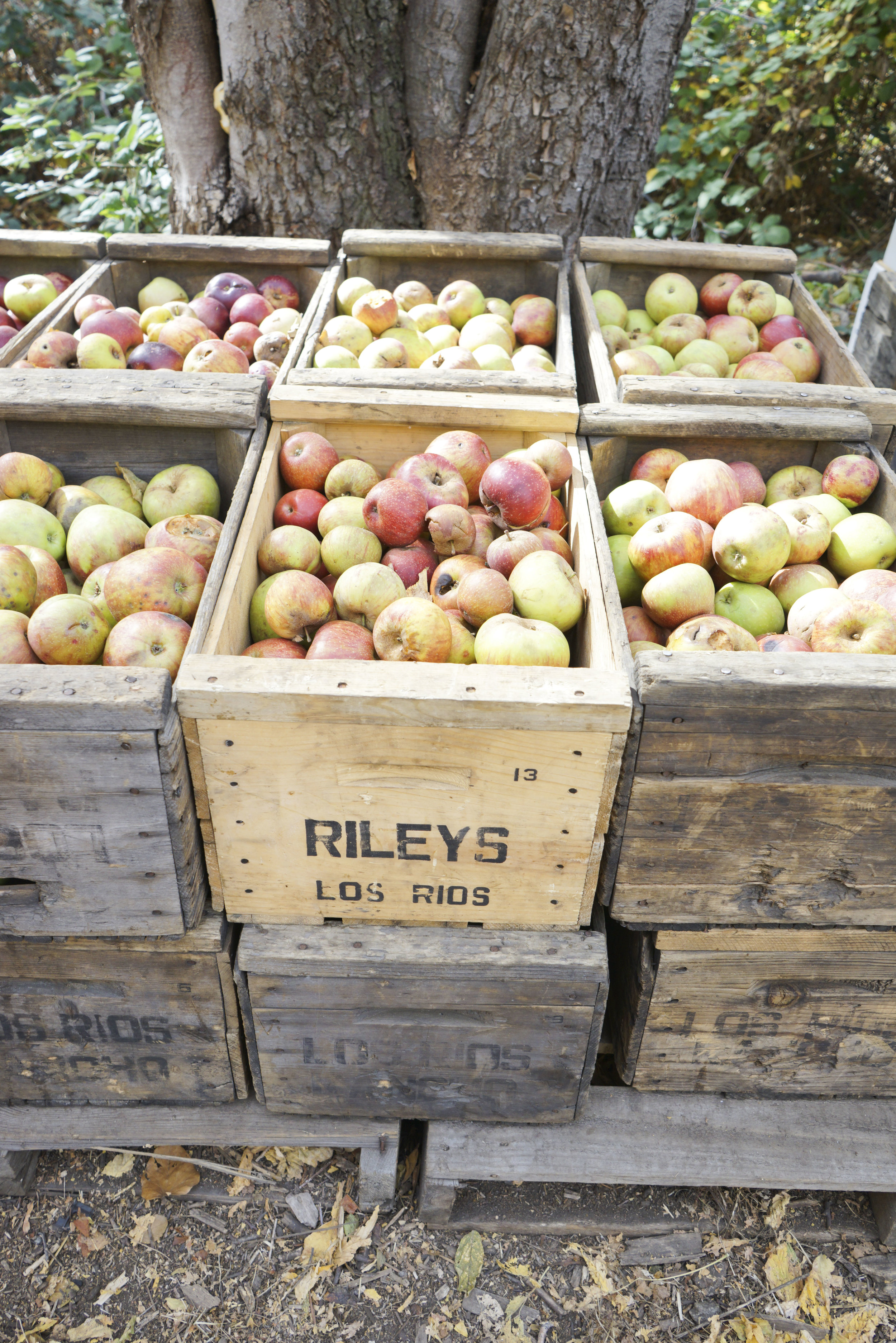 Apple_Picking_001.jpg