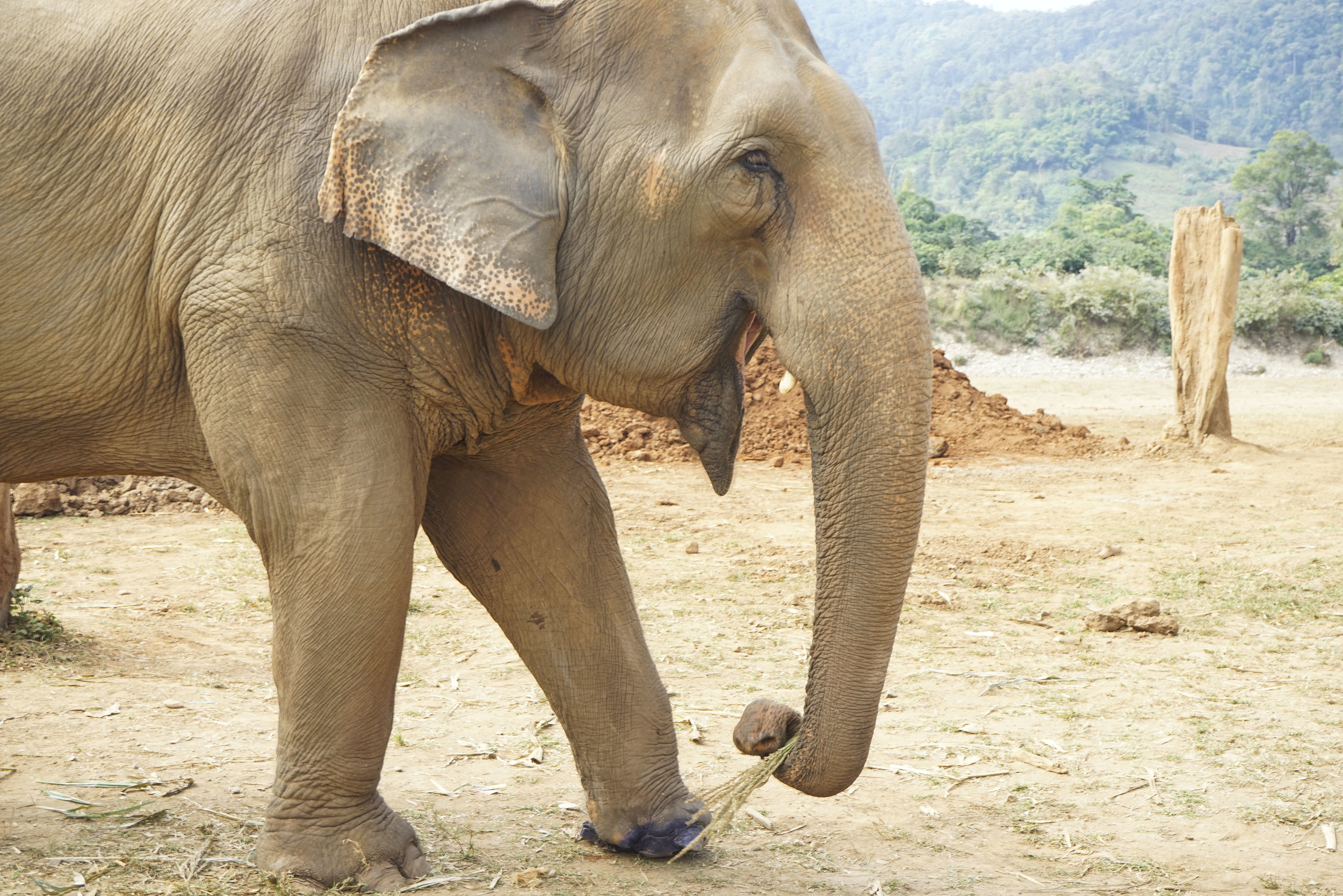 Spending a Day at the Elephant Nature Park - Shannon Did What?