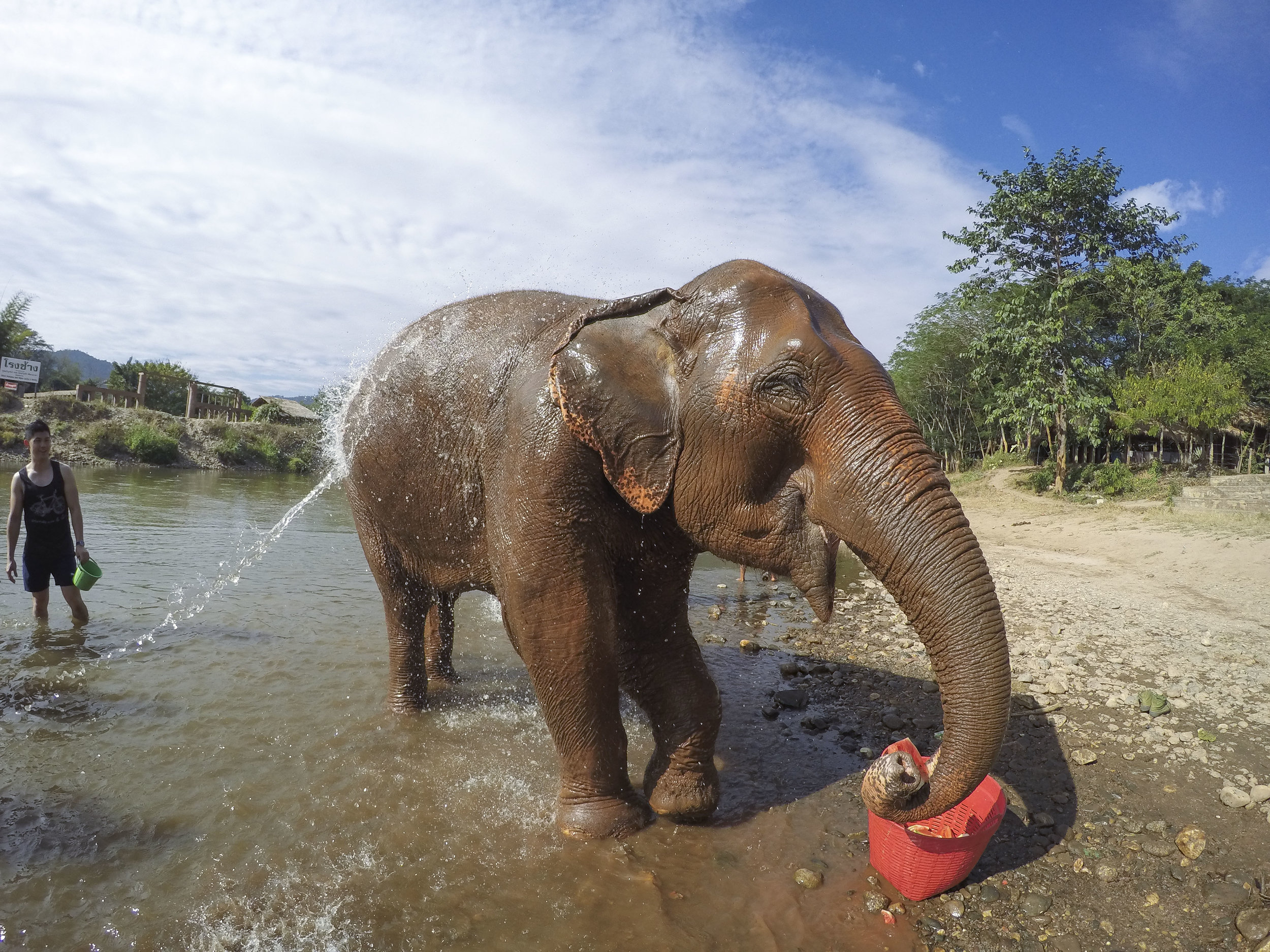 Spending a Day at the Elephant Nature Park - Shannon Did What?