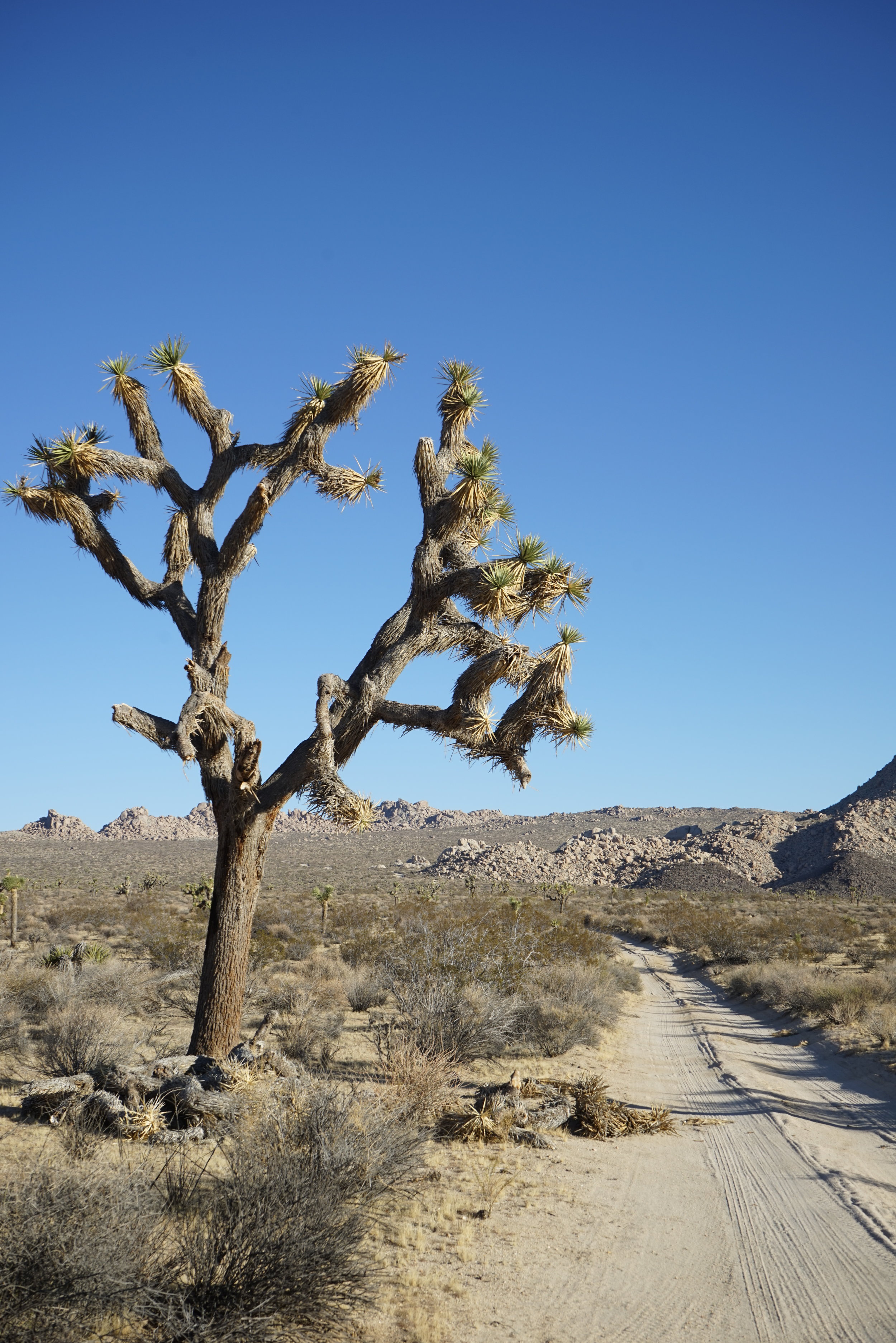 Joshua Tree: Top 6 | Shannon Did What?