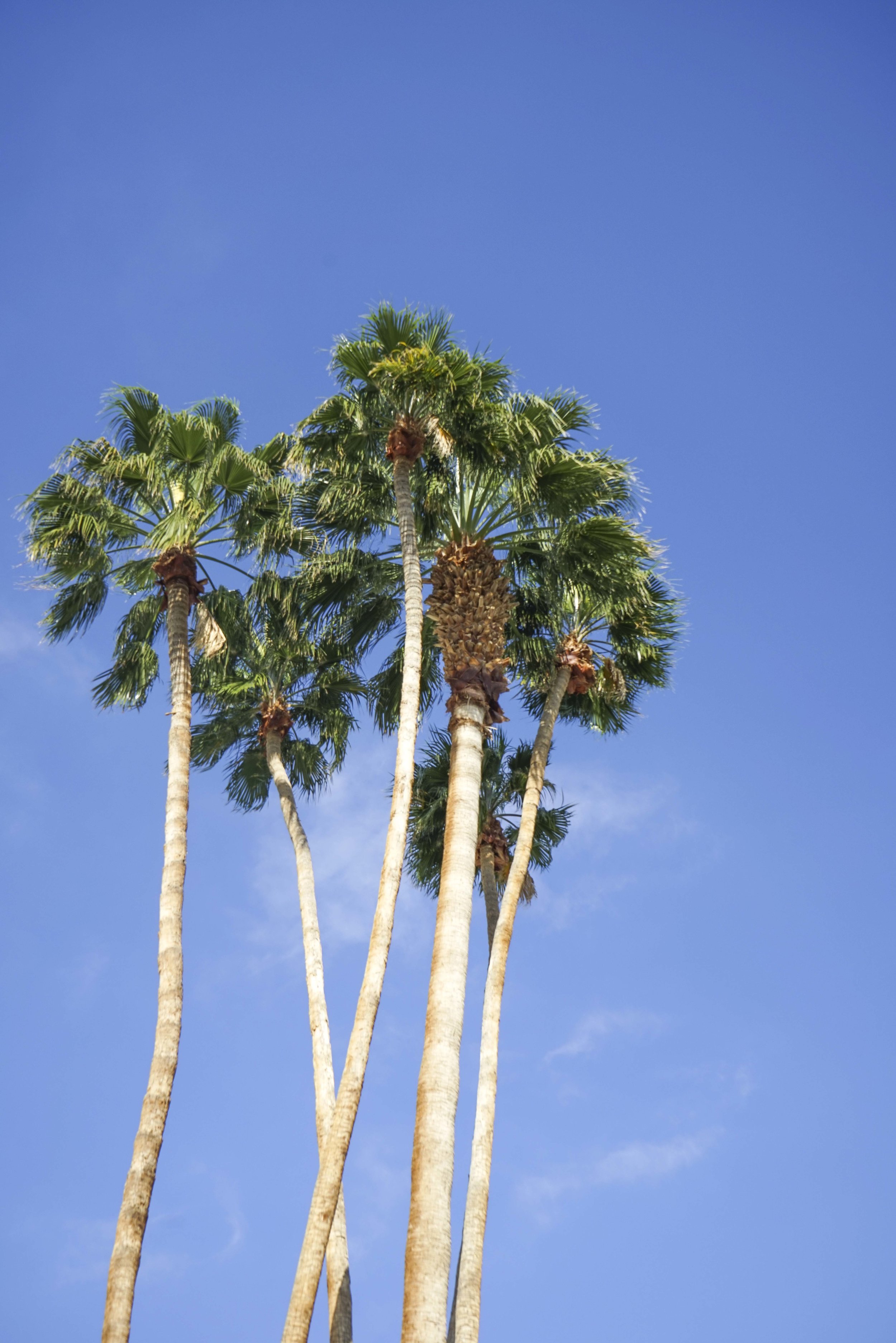 5 Most Instagrammable spots in Palm Springs | Shannon Did What?