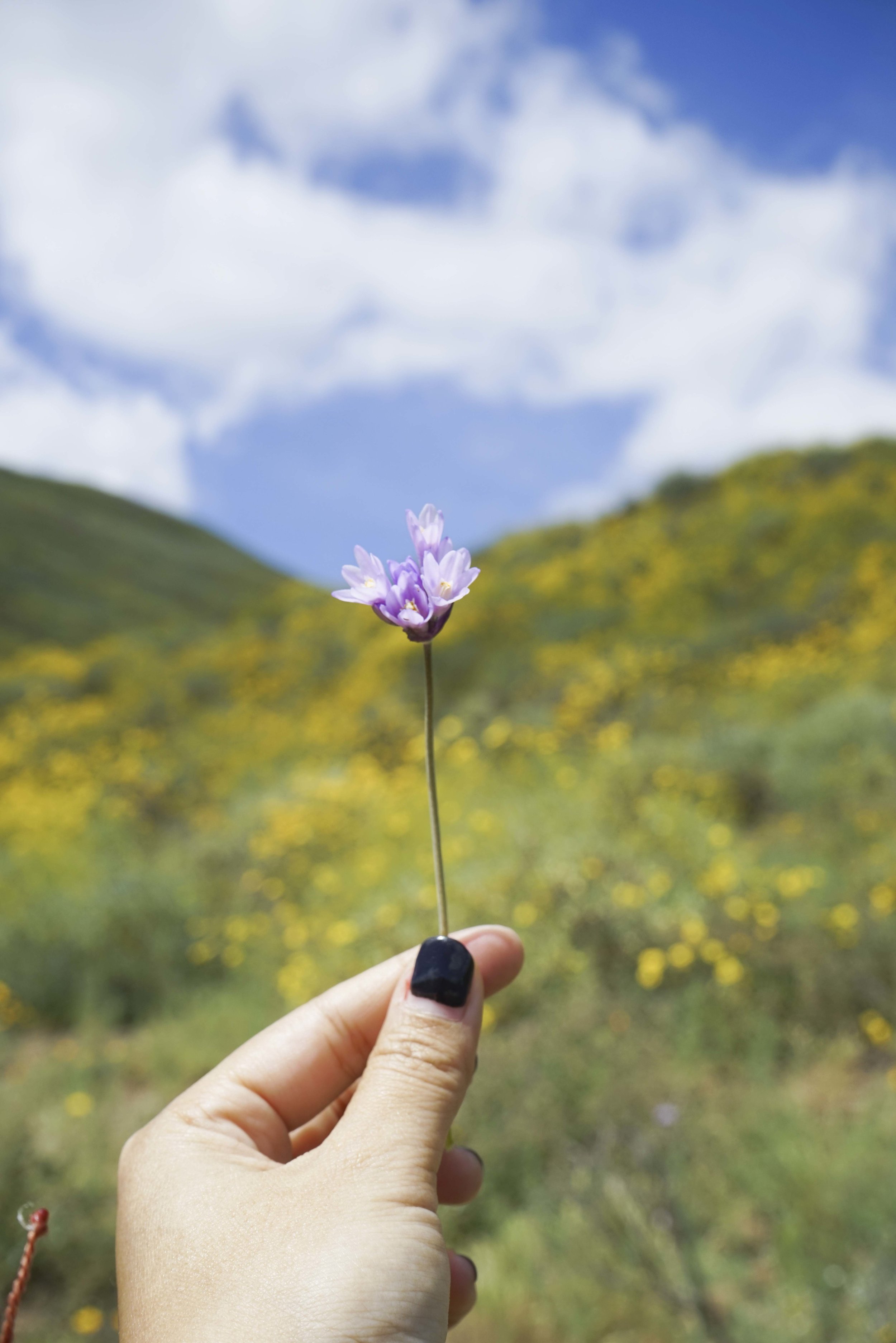 Super Bloom, Walker Canyon | Shannon Did What?