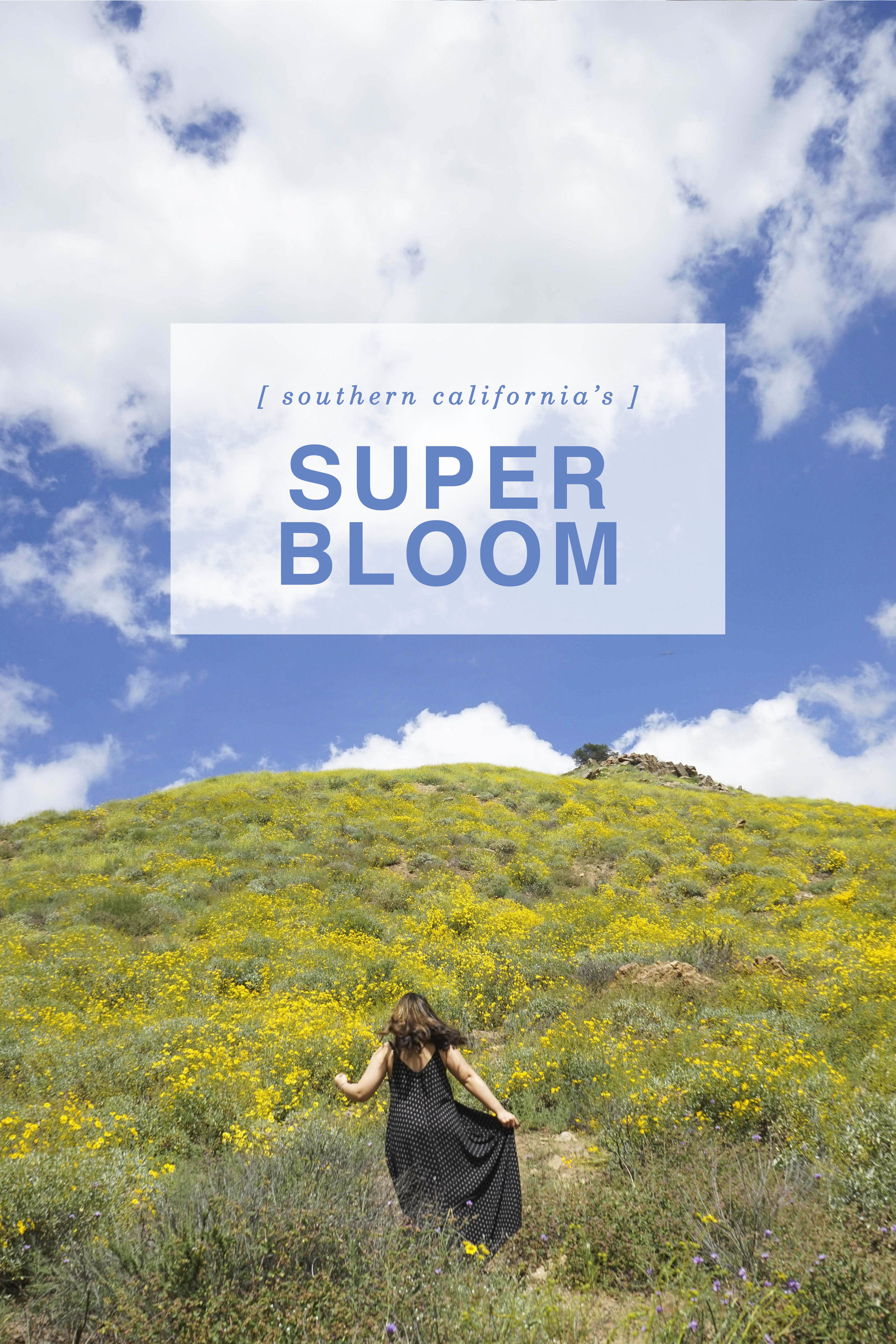 Super Bloom, Walker Canyon | Shannon Did What?
