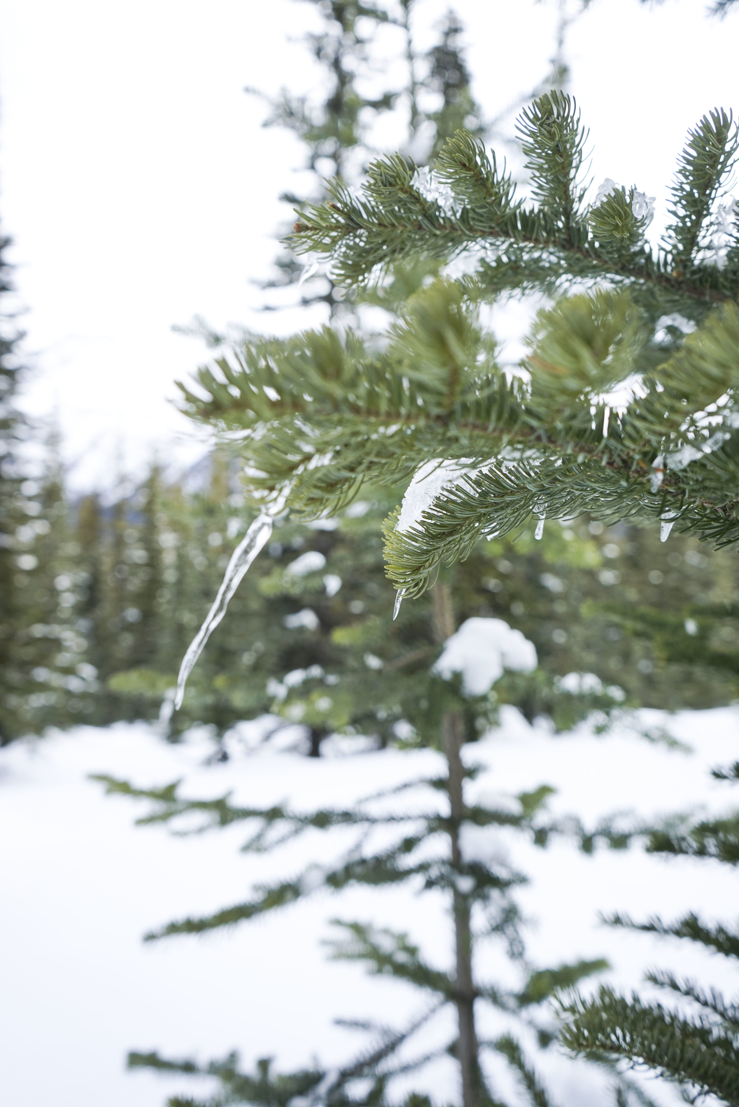 The beautiful Banff, Alberta in winter