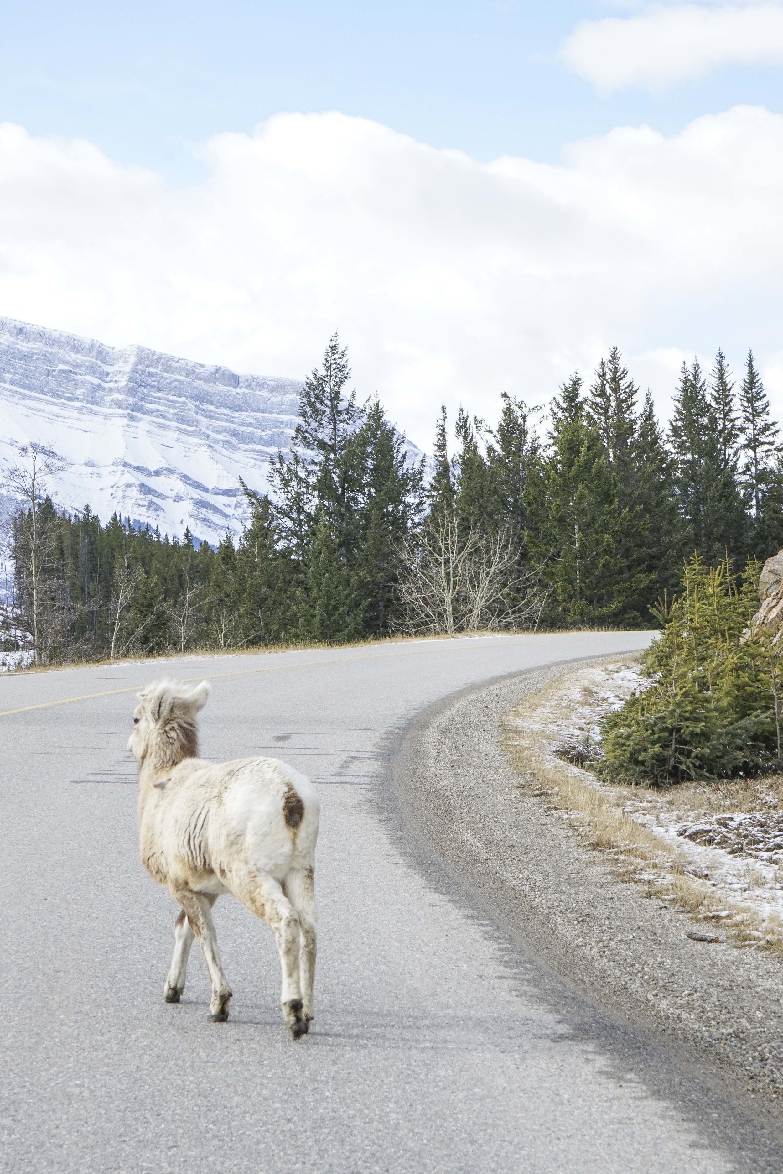 Banff Winter Go Guide | Banff, Alberta, Canada | What to see in Banff | What to do in Banff | What to eat in Banff