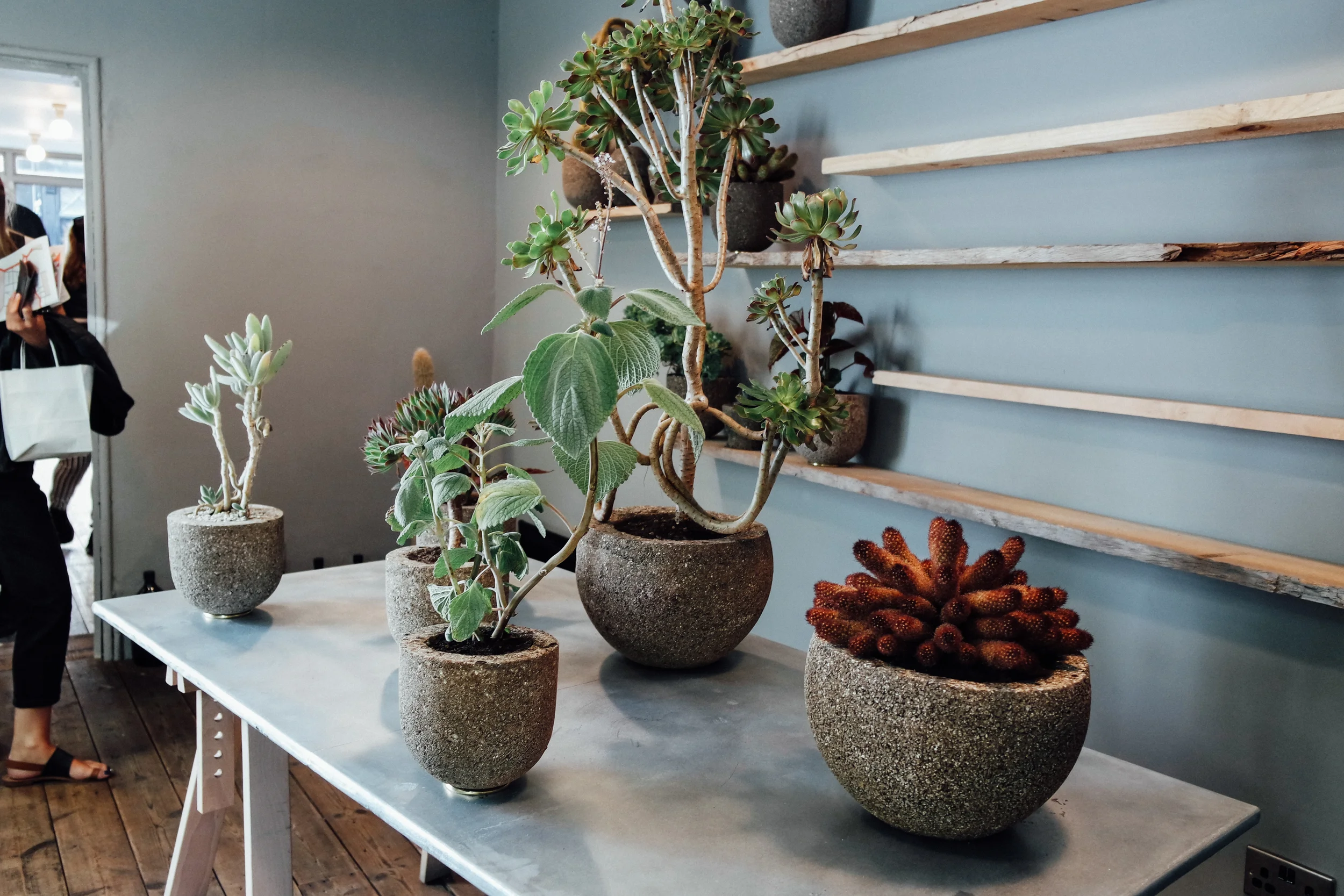 Plants at Aesop 