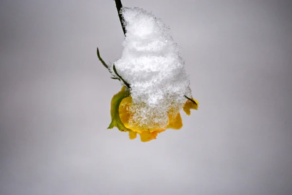 Winter.jpg
