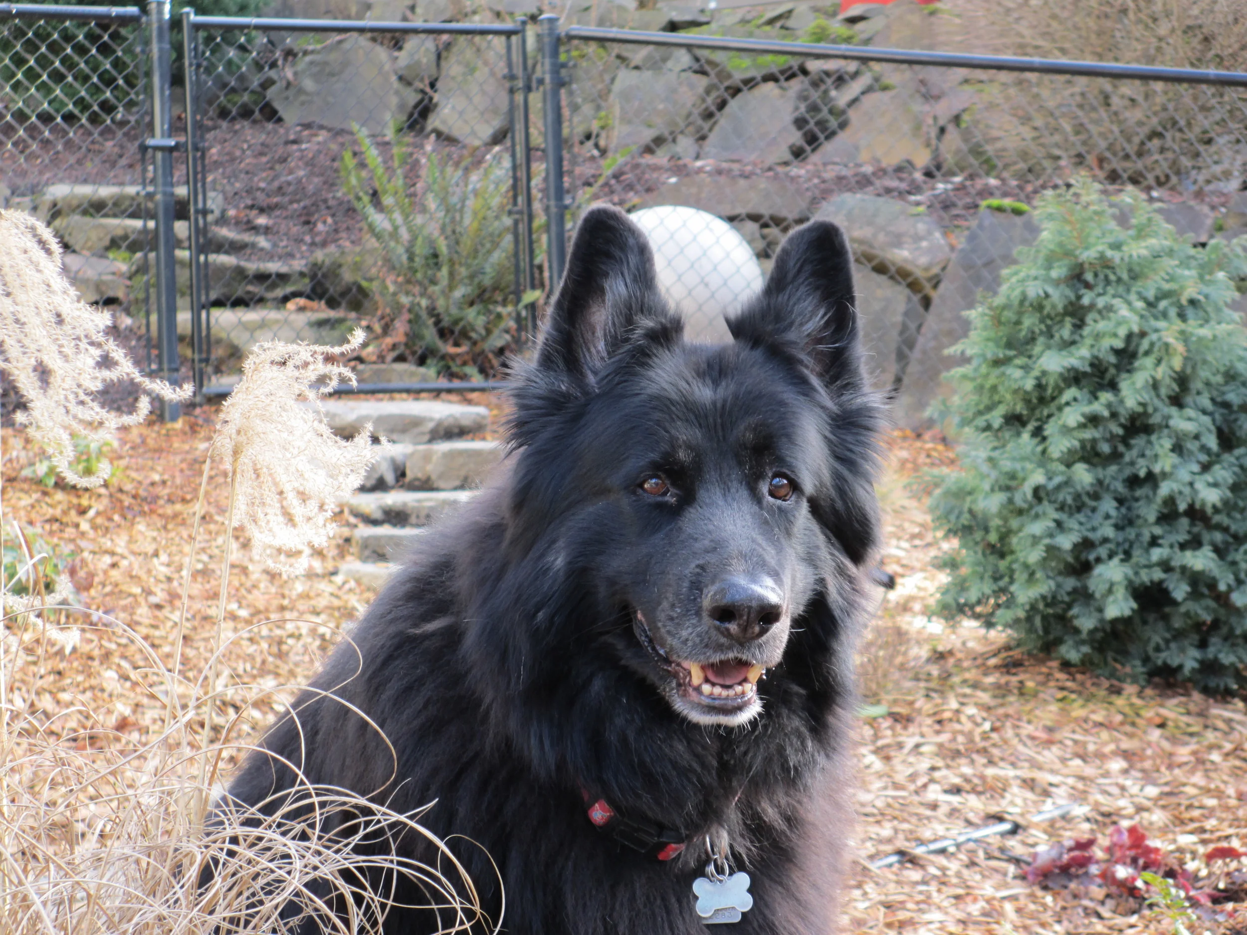 Cooper--our first Shiloh Shepherd. Click to view larger.