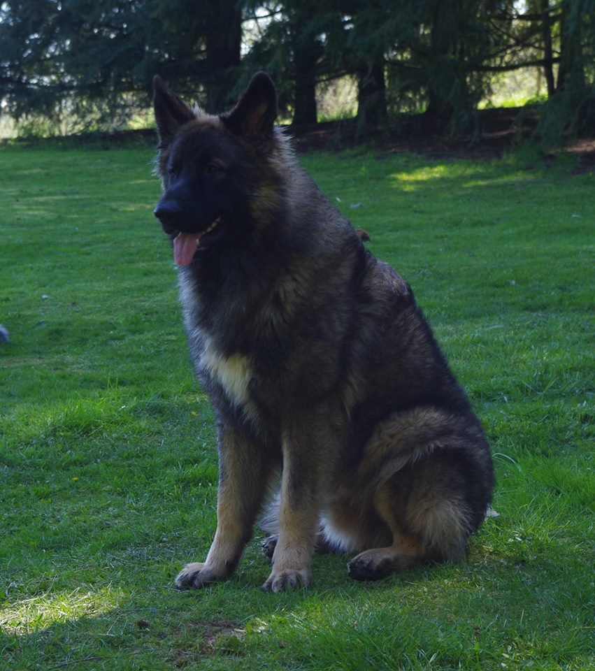 Rebel, at 11 months old, April 2016.