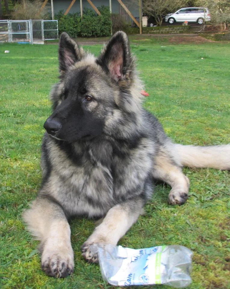 Zak at 11 months, April 2016