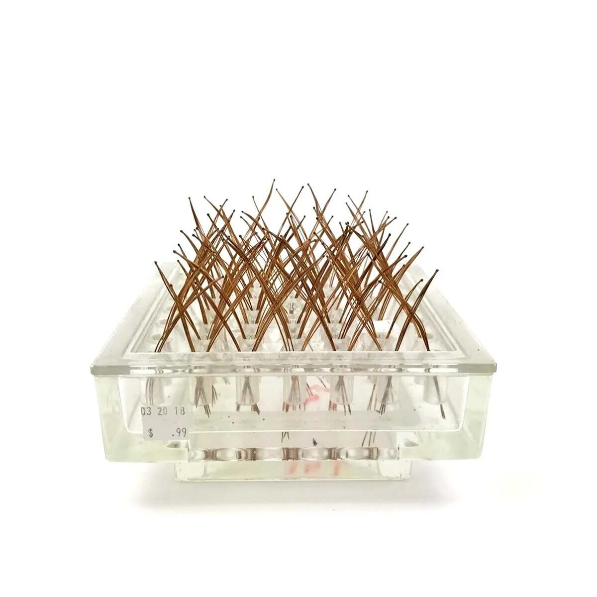  Cathedral Trees  Found plastic housing, pine needles  2020 