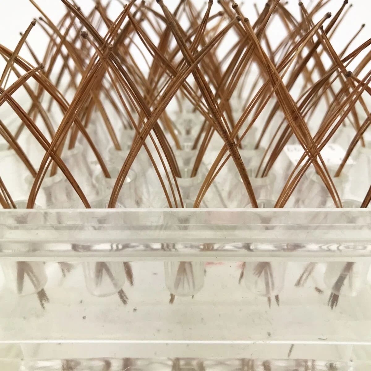  Cathedral Trees (detail)  Found plastic housing, pine needles  2020 