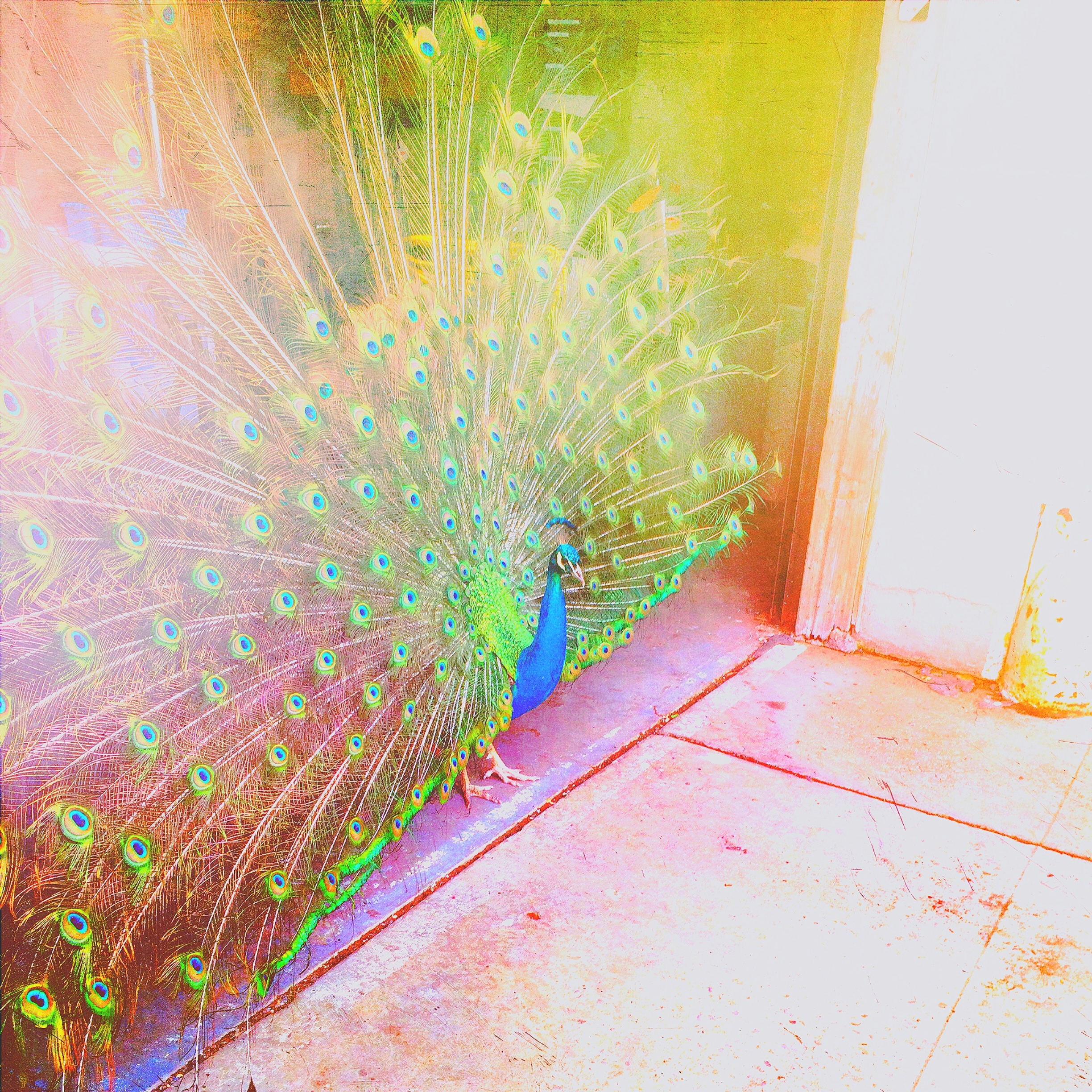 PeacockRainbowMaraHoffman.jpg